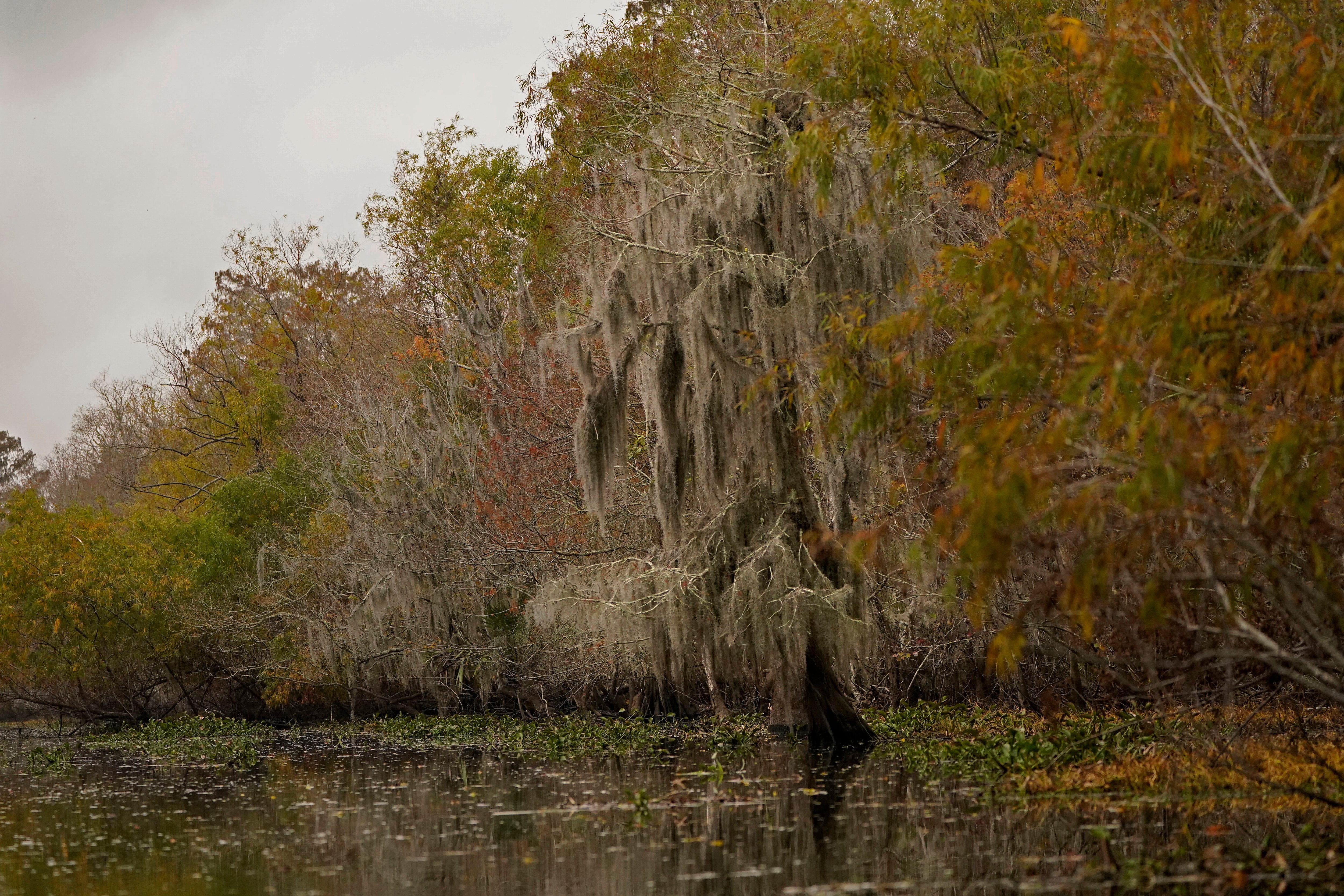 Louisiana Swamp River Reintroduction