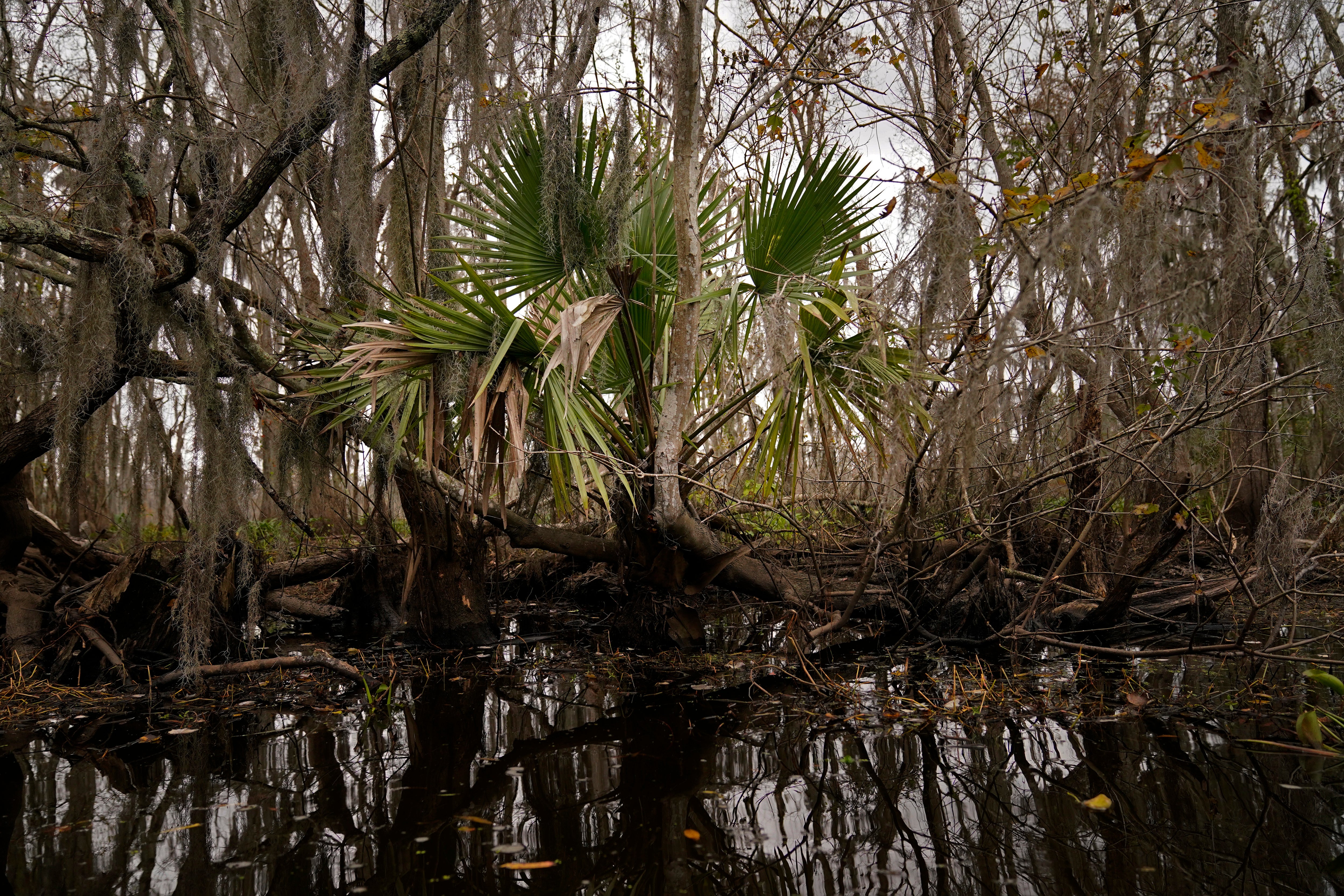 Louisiana Swamp River Reintroduction