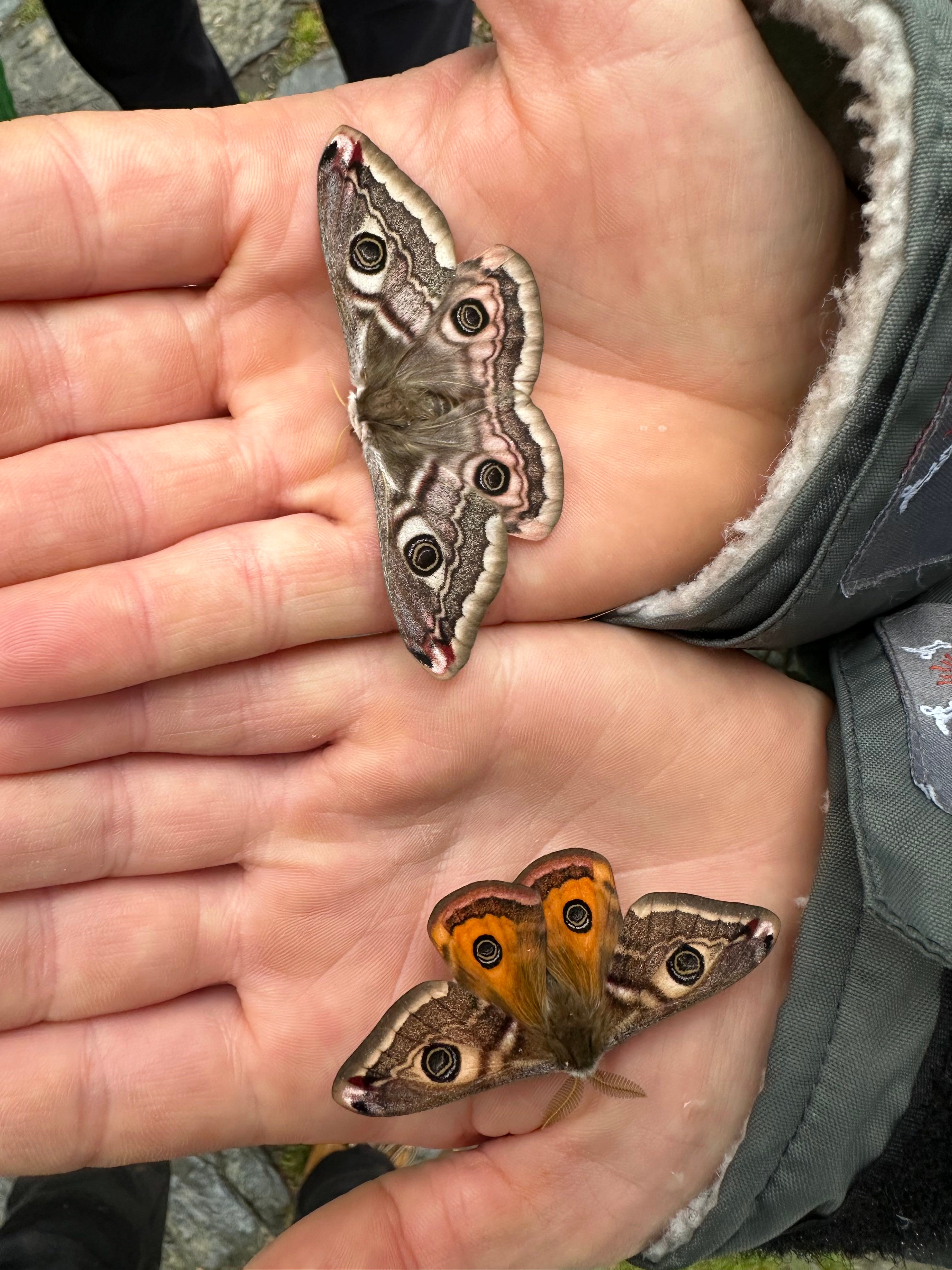 A female (right) and male (left) Emperor moth