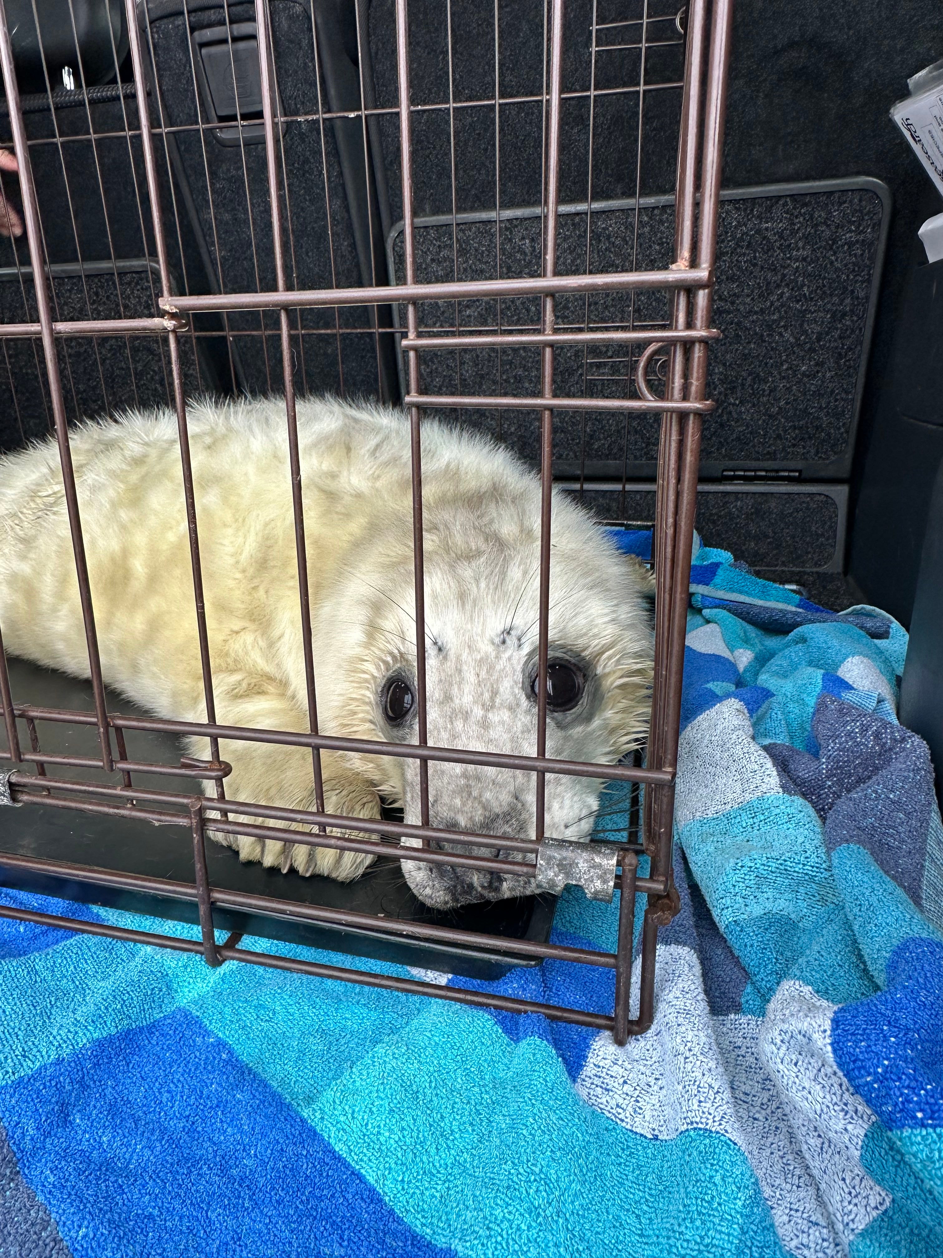 Chloe and her team rescued this seal pup called Basil