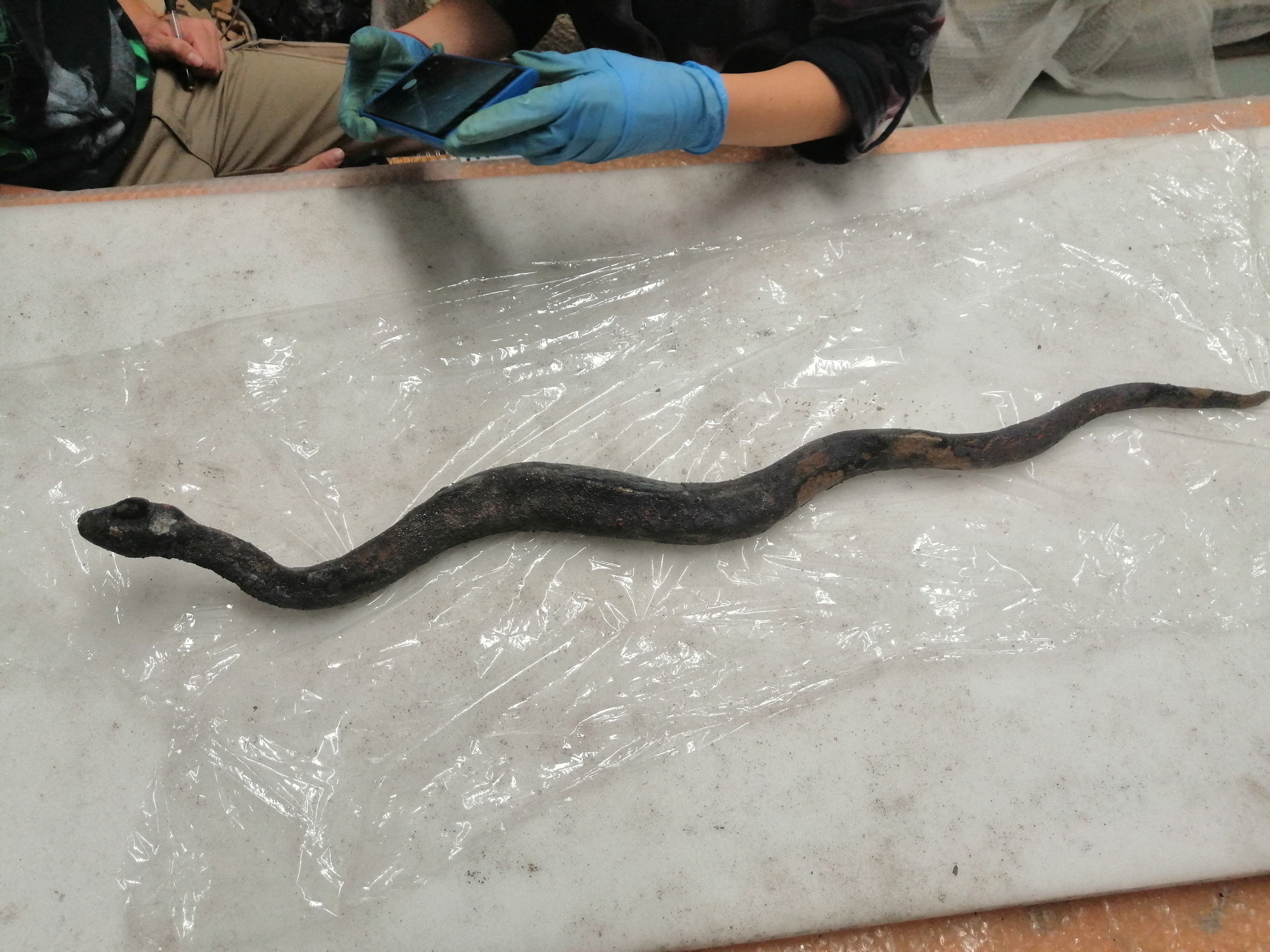 The so-called Agathodaemon snake statue is laid out on a table for restoration after it was discovered and pulled out from the muddy ruins of an ancient spa in San Casciano dei Bagni, a hilltop village in southern Tuscany