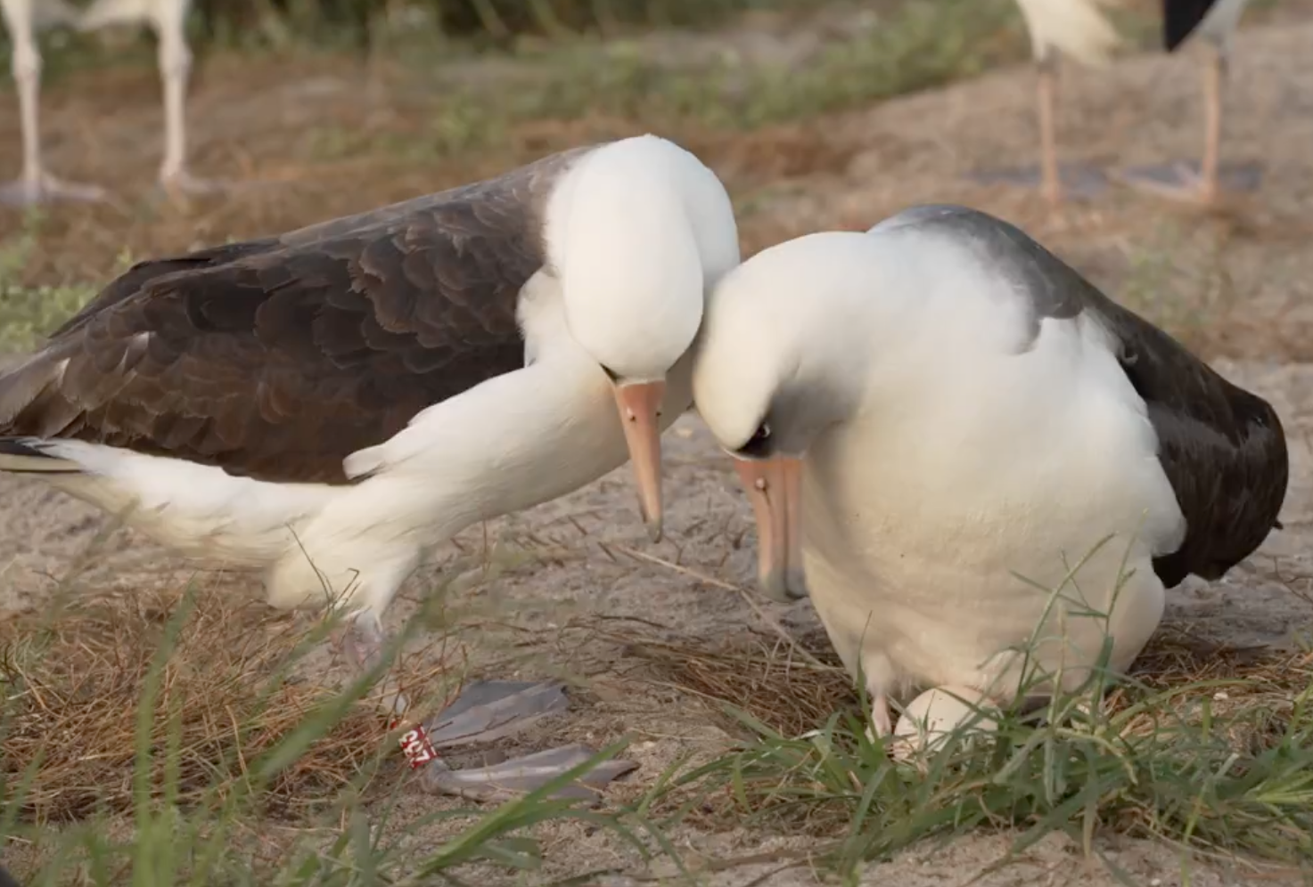 Typically Laysan Albatrosses do not begin breeding until they’re at least five years or older