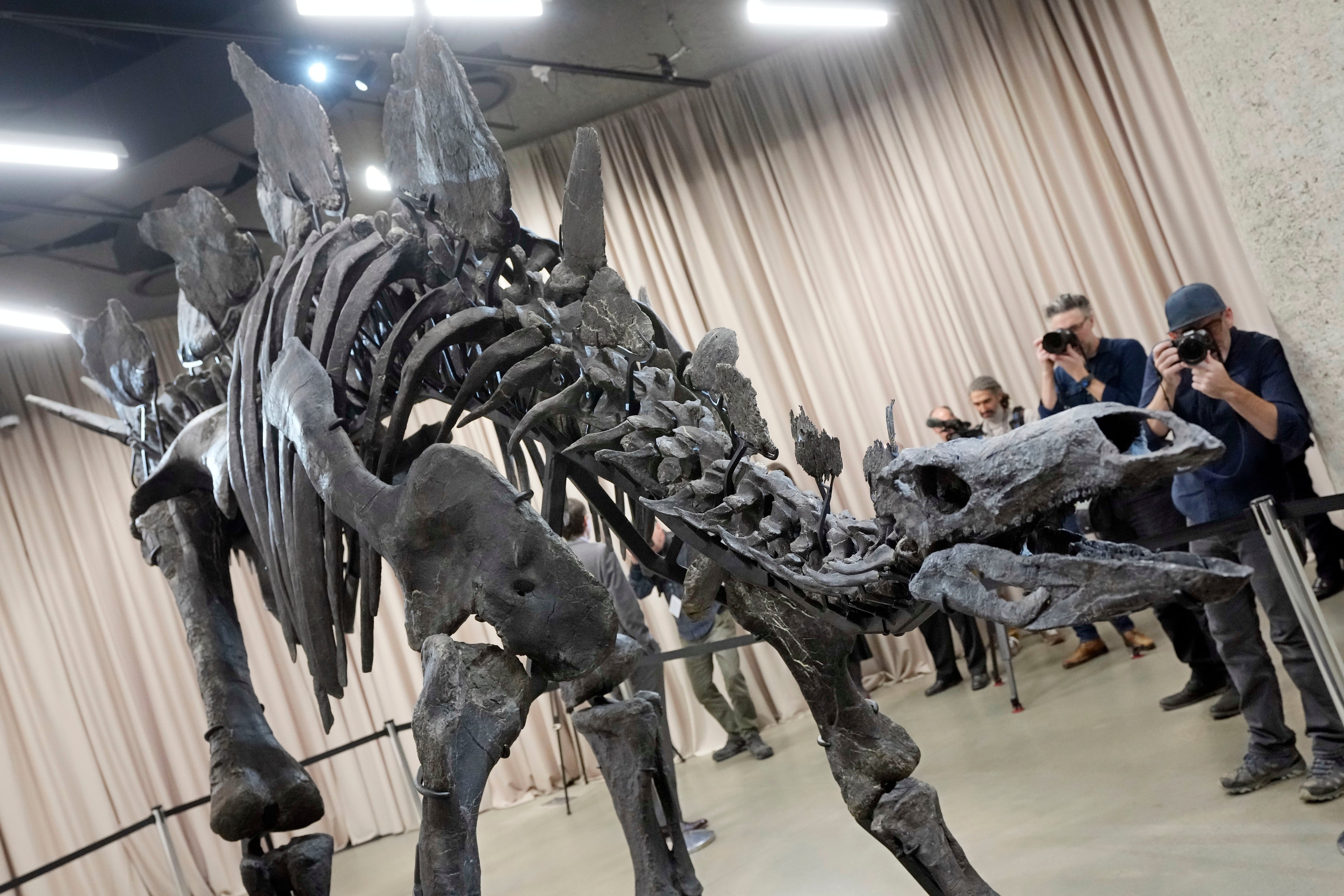 Stegosaurus Dinosaur