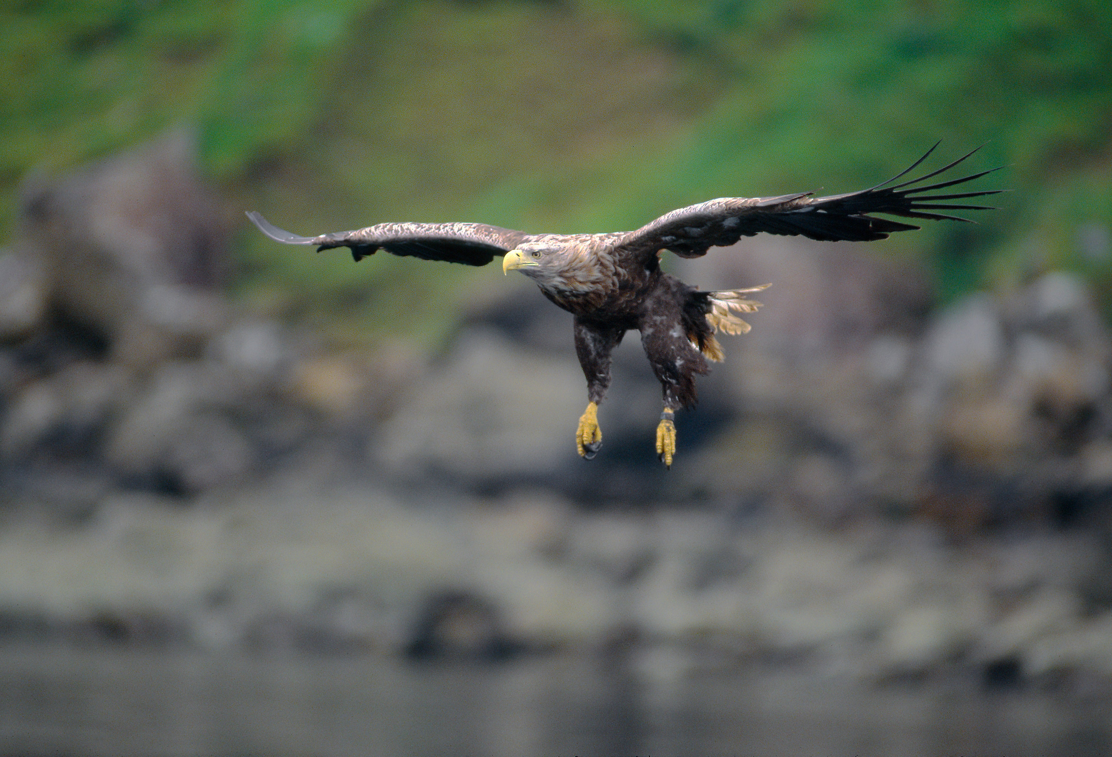 White-tailed eagles – nicknamed flying barn doors because of their wingspan of up to 8ft (2.4m) – were once widespread in southern England until the 18th century, when persecution led to them being wiped out in the region