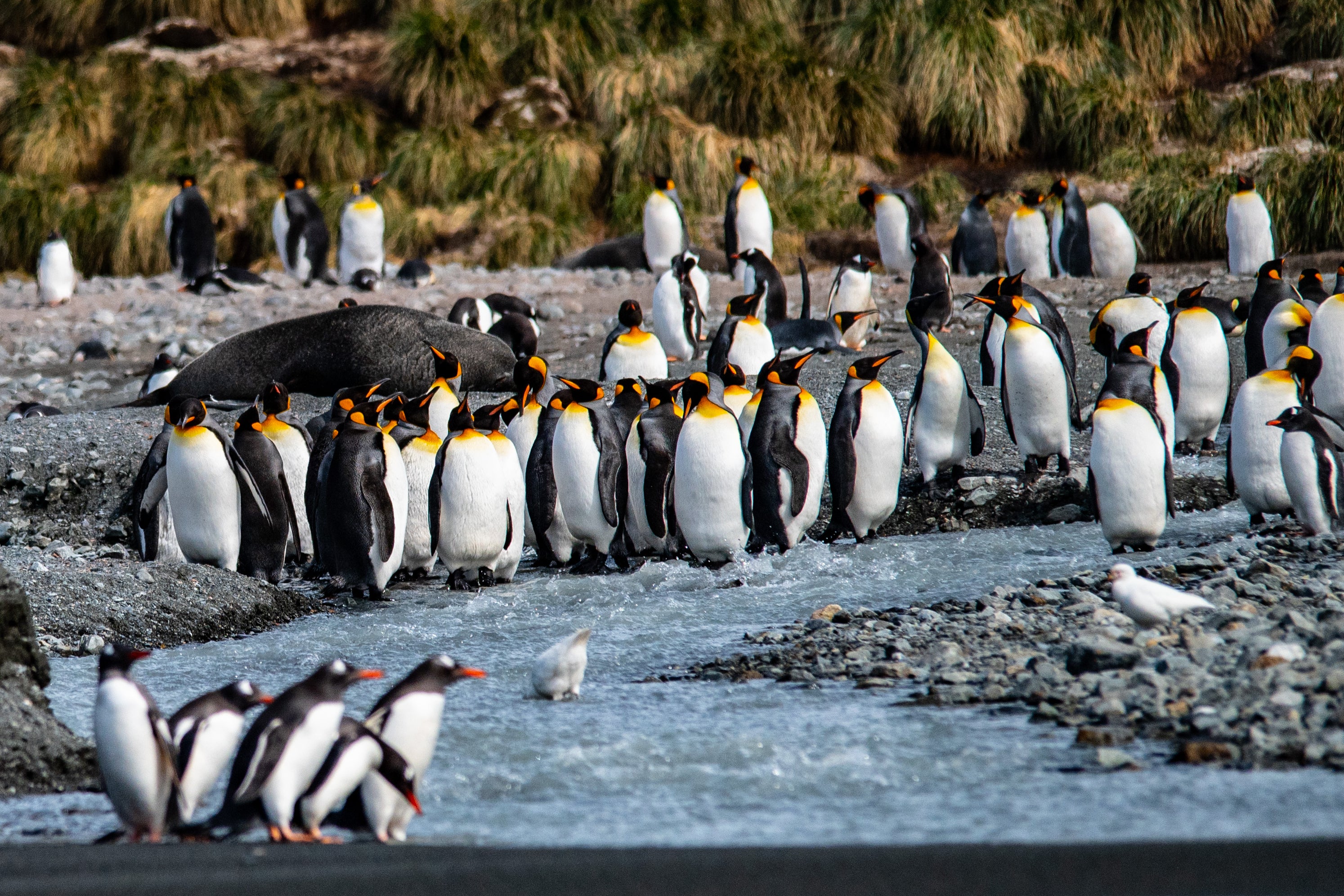 South Georgia’s Cooper Bay was awash with king penguins