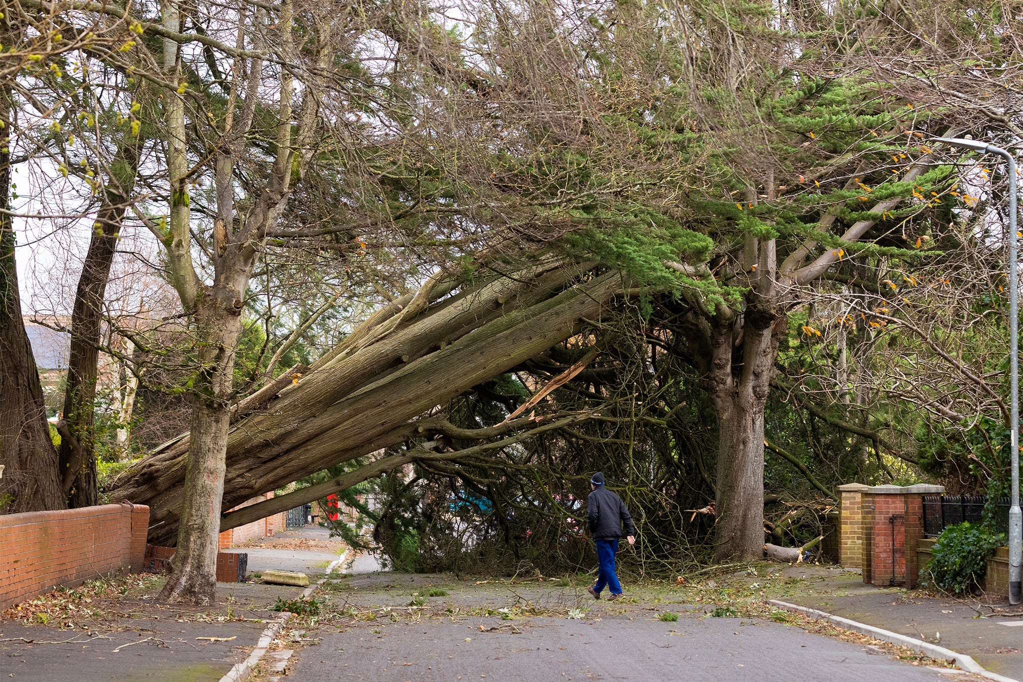 The storm brought down trees in places including Rectory Road in Burnham-on-Sea