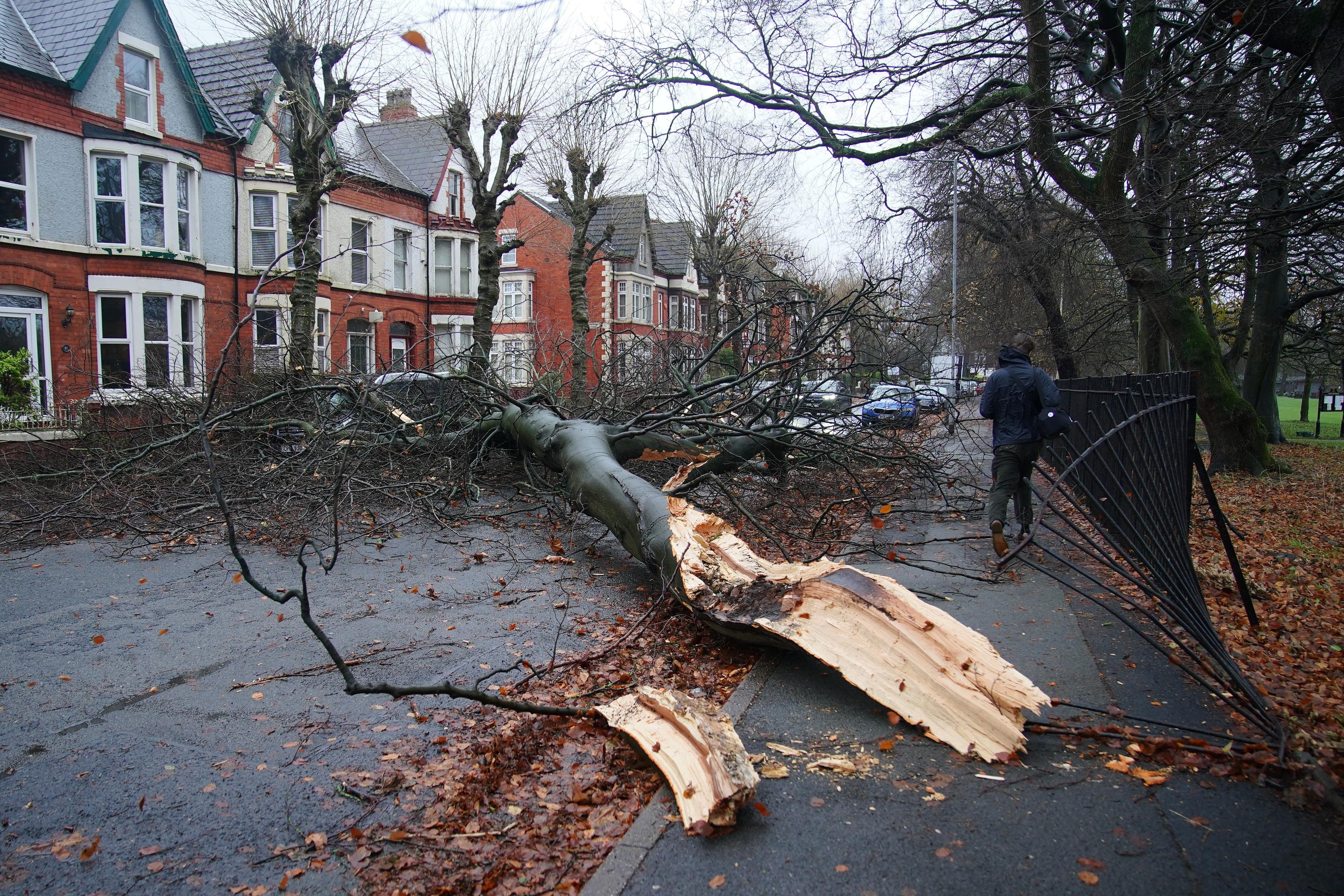 Part of a fallen tree which hit a car in Liverpool