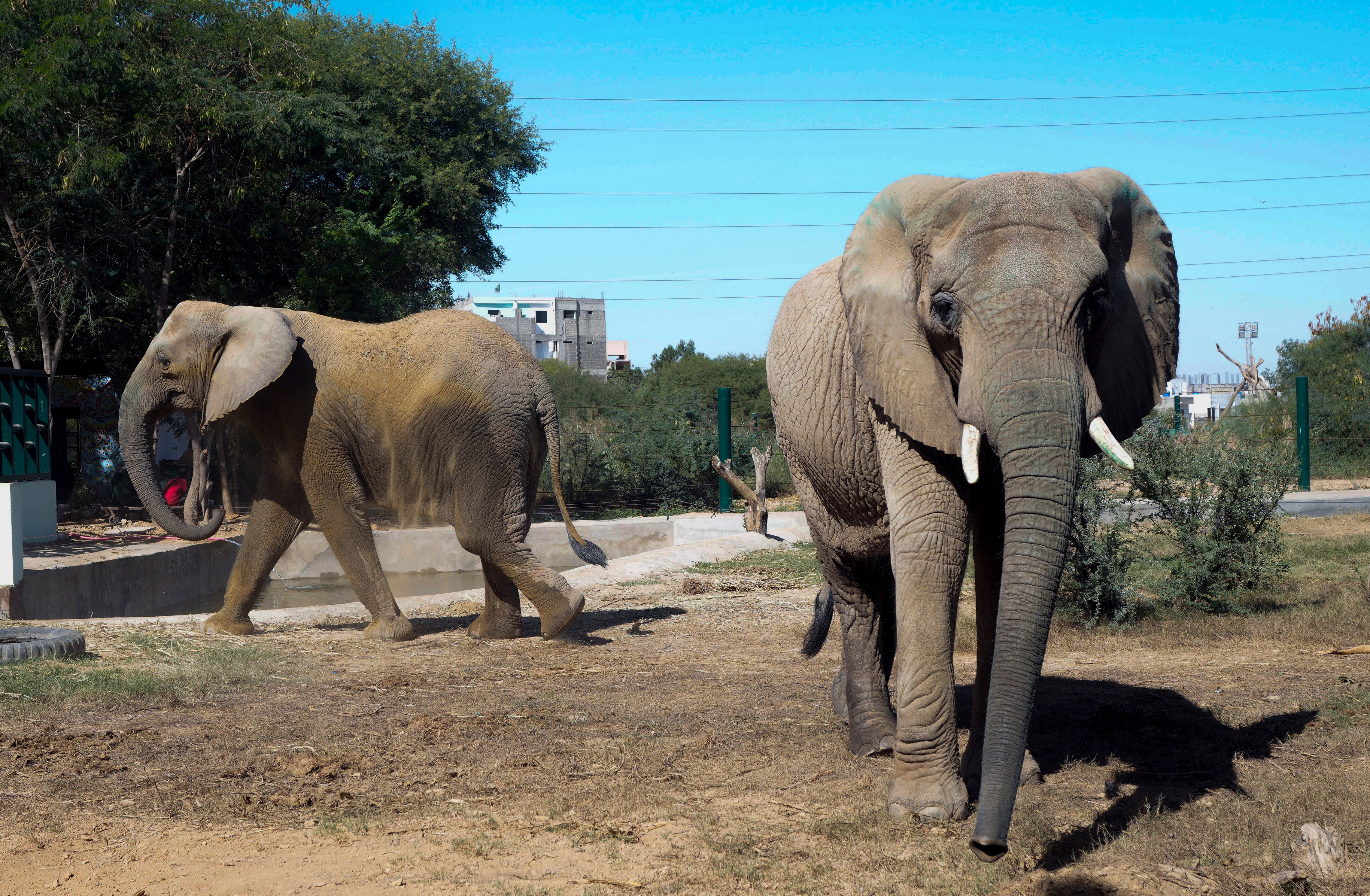 Pakistan Elephant Dies