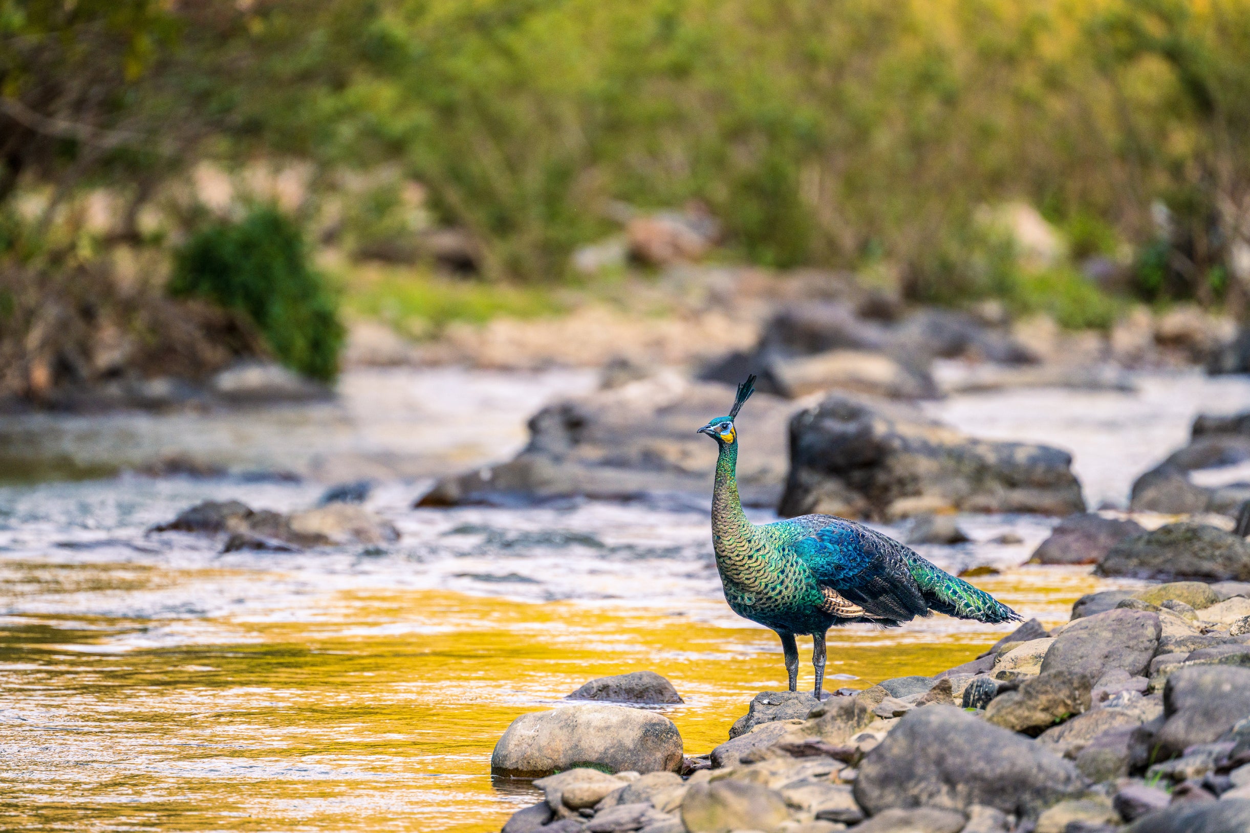 The green peafowl is the only native peafowl species in China