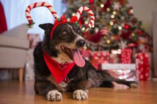 Dressing your dog up for Christmas is barking mad – no matter how ‘cute’ you find it