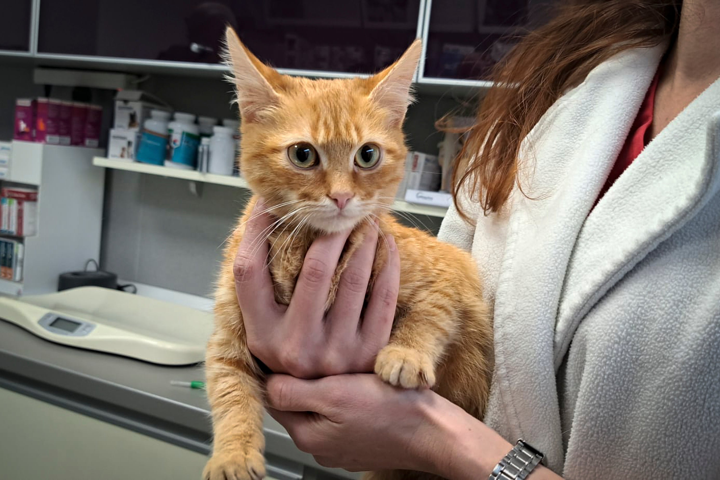 In this image provided by Salvamont Maramures, a Romanian mountain rescue service, Peach the cat is held at the Animal Med vet clinic after being rescued along with its owner, 28 year-old Vladislav Duda from Ukraine, three days ago from a deep mountain ravine in Baia Mare