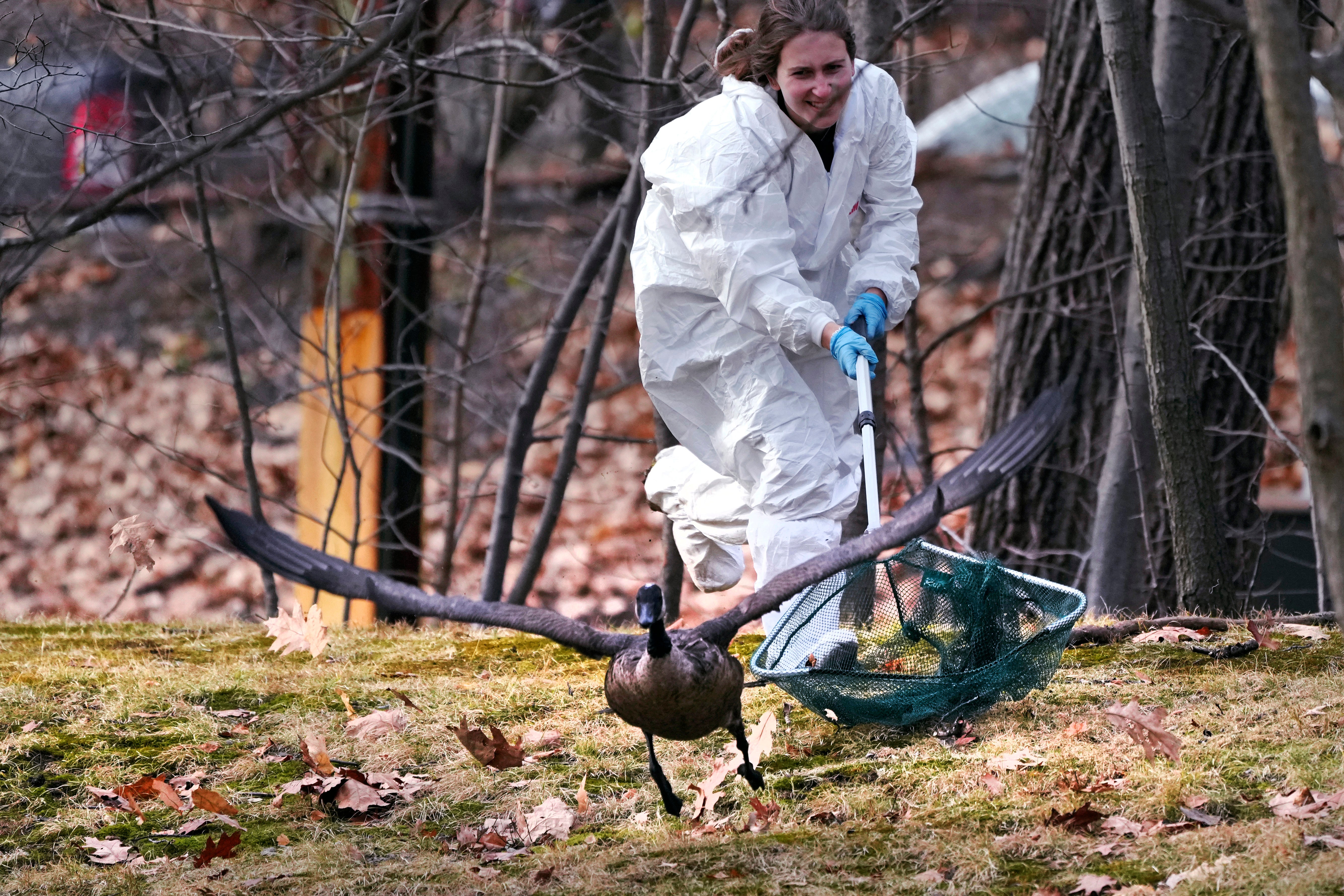 Wildlife rescuers were rushing Monday to tend to dozens of geese and ducks that were soaked in oil after an apparent spill in a Boston river