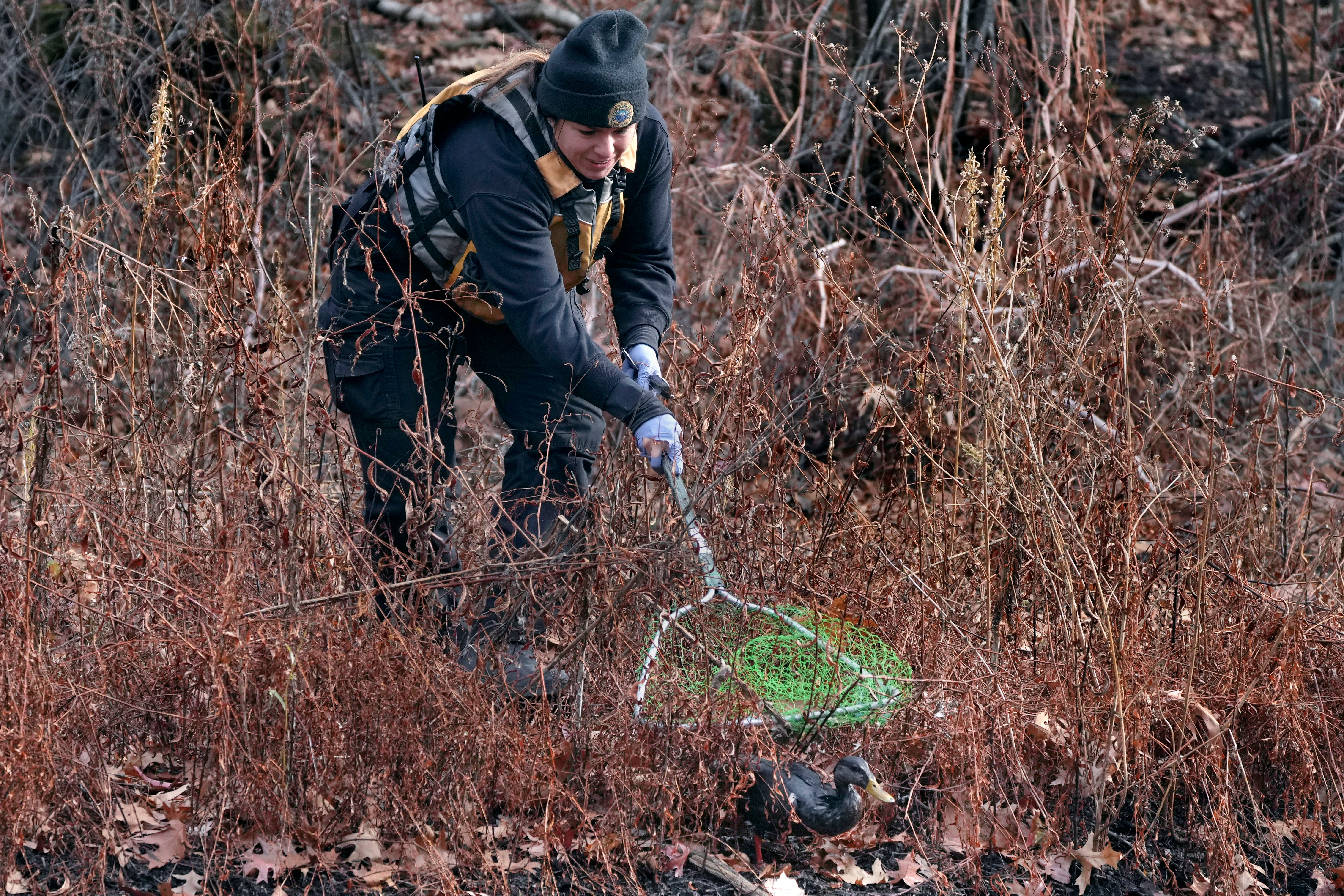 A Boston Park Ranger tries to capture an oil covered duck along the Muddy River on Monday