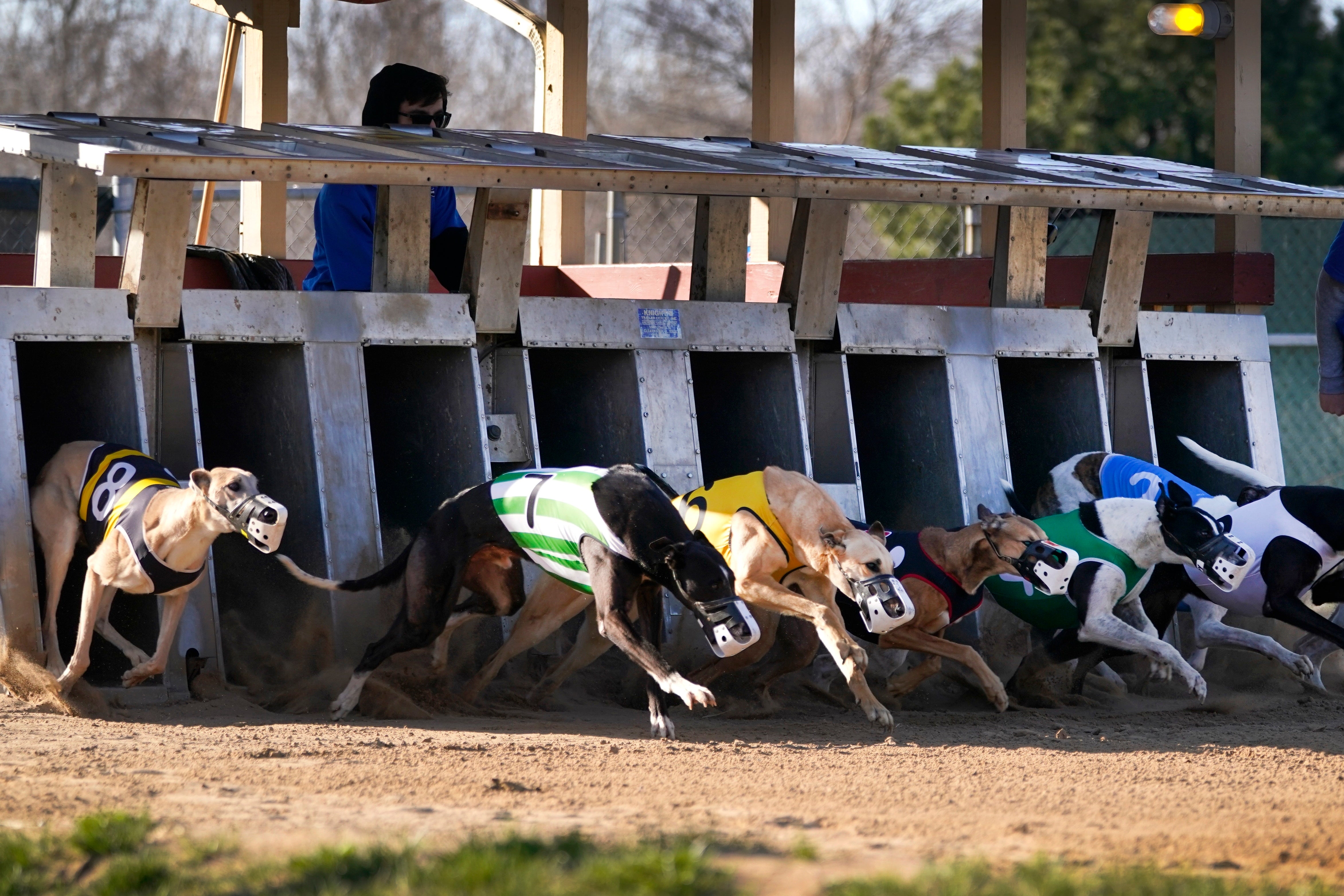 Greyhounds run at the start of a race at the Iowa Greyhound Park, on April 16, 2022