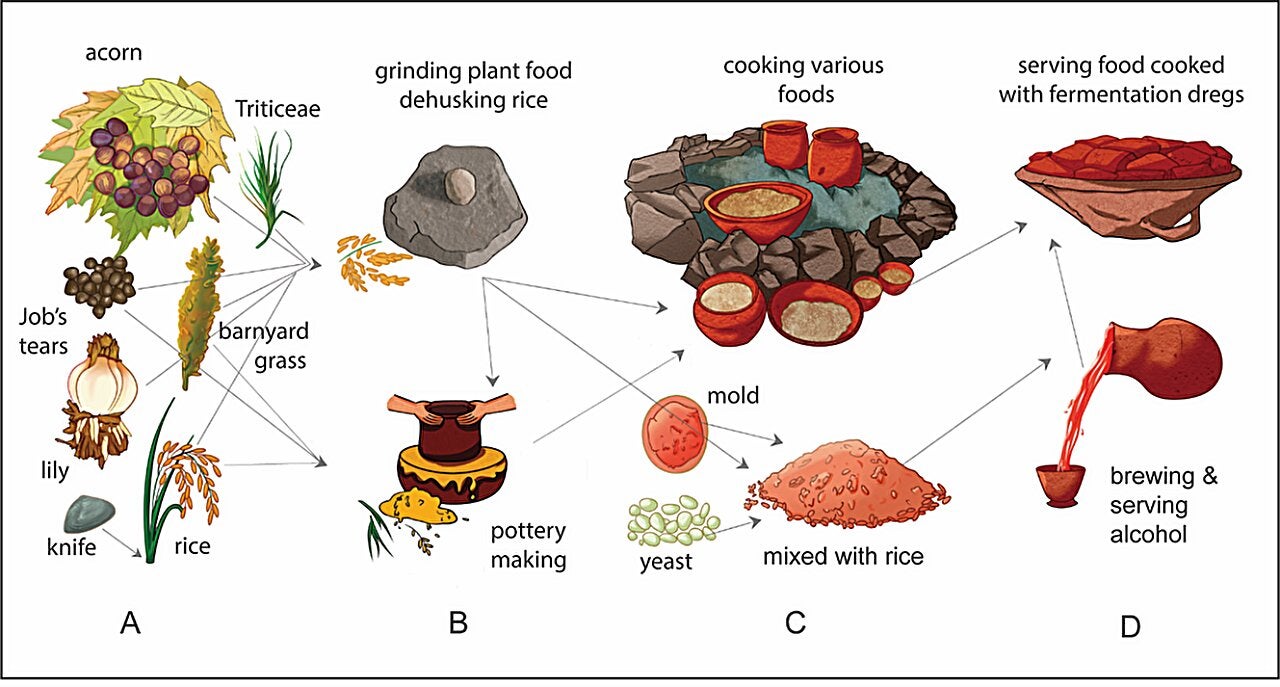 (A) Plant procurement: collecting wild plants and harvesting rice (B) plant processing: for food and pottery making (C) food processing: cooking food and making qu starter with molds, yeast, and rice (D) food consumption: eating and drinking