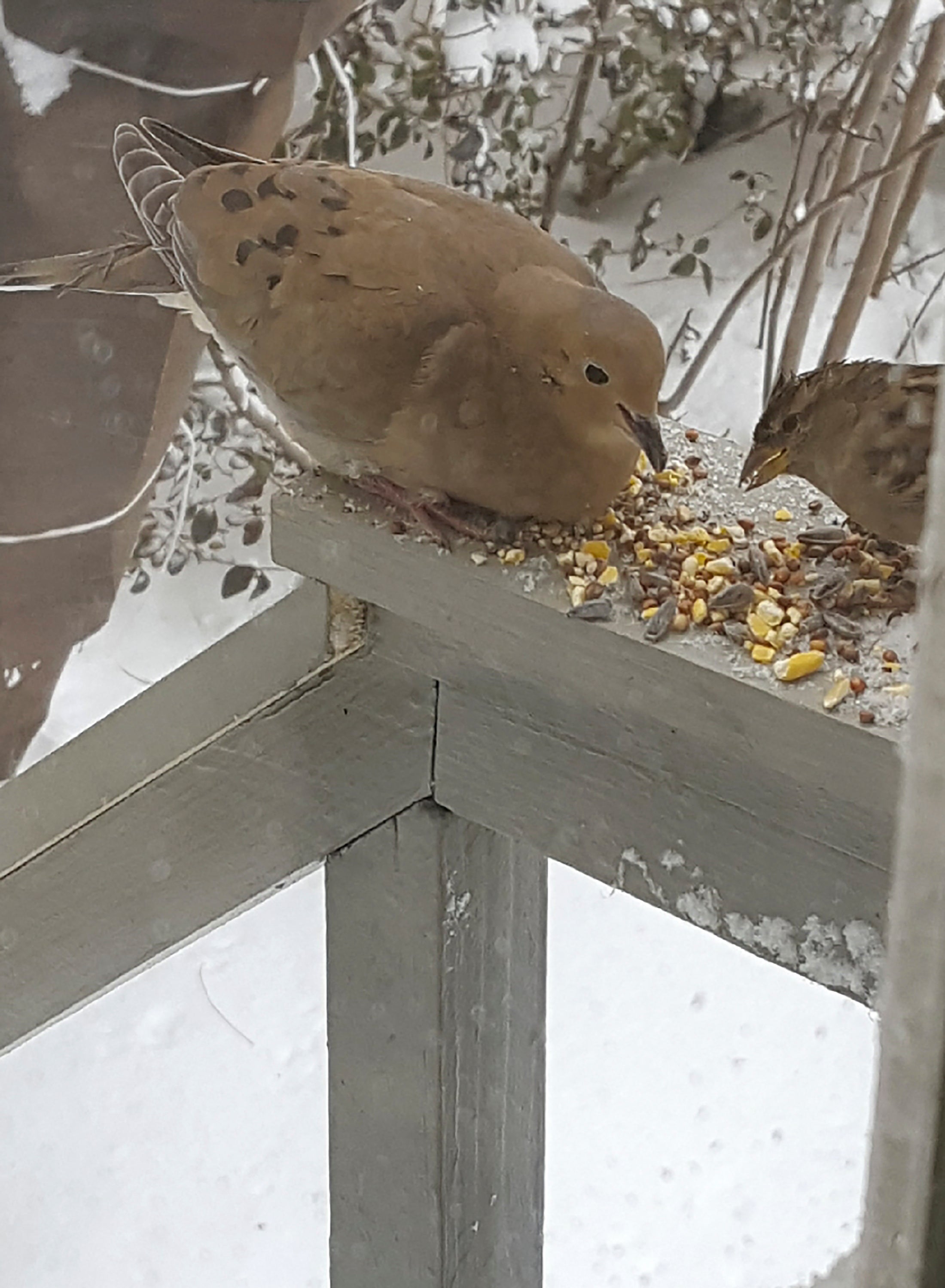 Gardening-Winter Chores