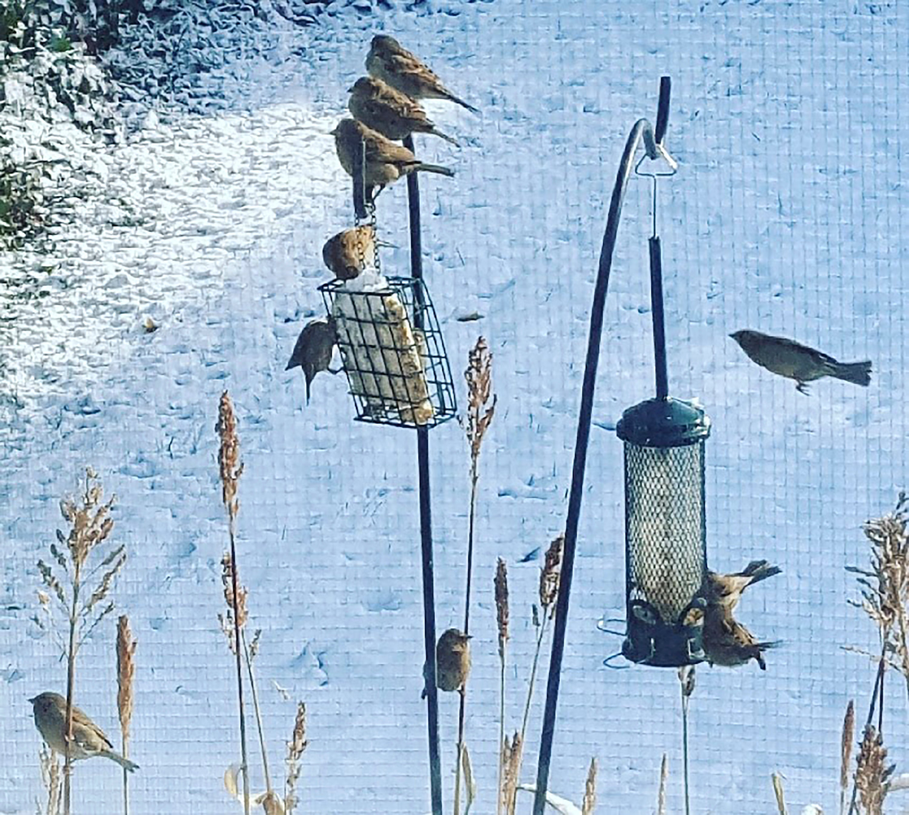 Gardening-Winter Chores