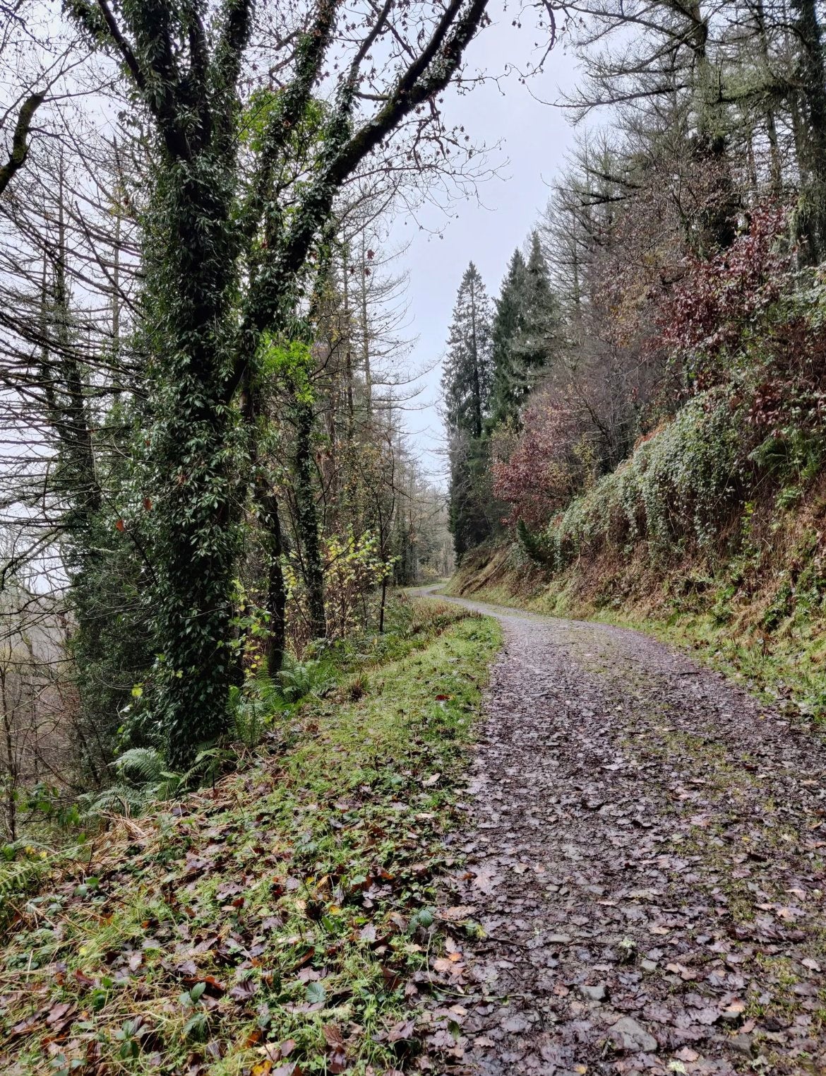 Referred to as Glamorgan Man, he was found in a remote area of Rheola Forest in Wales