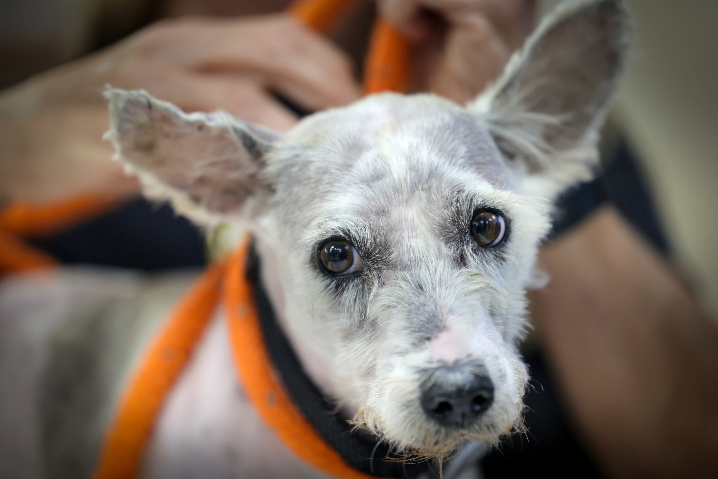 New Orleans Viral Fugitive Dog