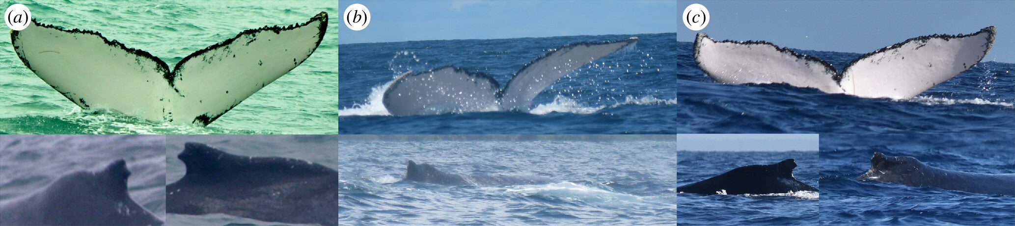 Humpback whale observed in the Gulf of Tribugá, northern Colombian Pacific, on 10 July 2013; in Bahía Solano, northern Colombian Pacific, on 13 August 2017; and in the Zanzibar Channel on 22 August 2022