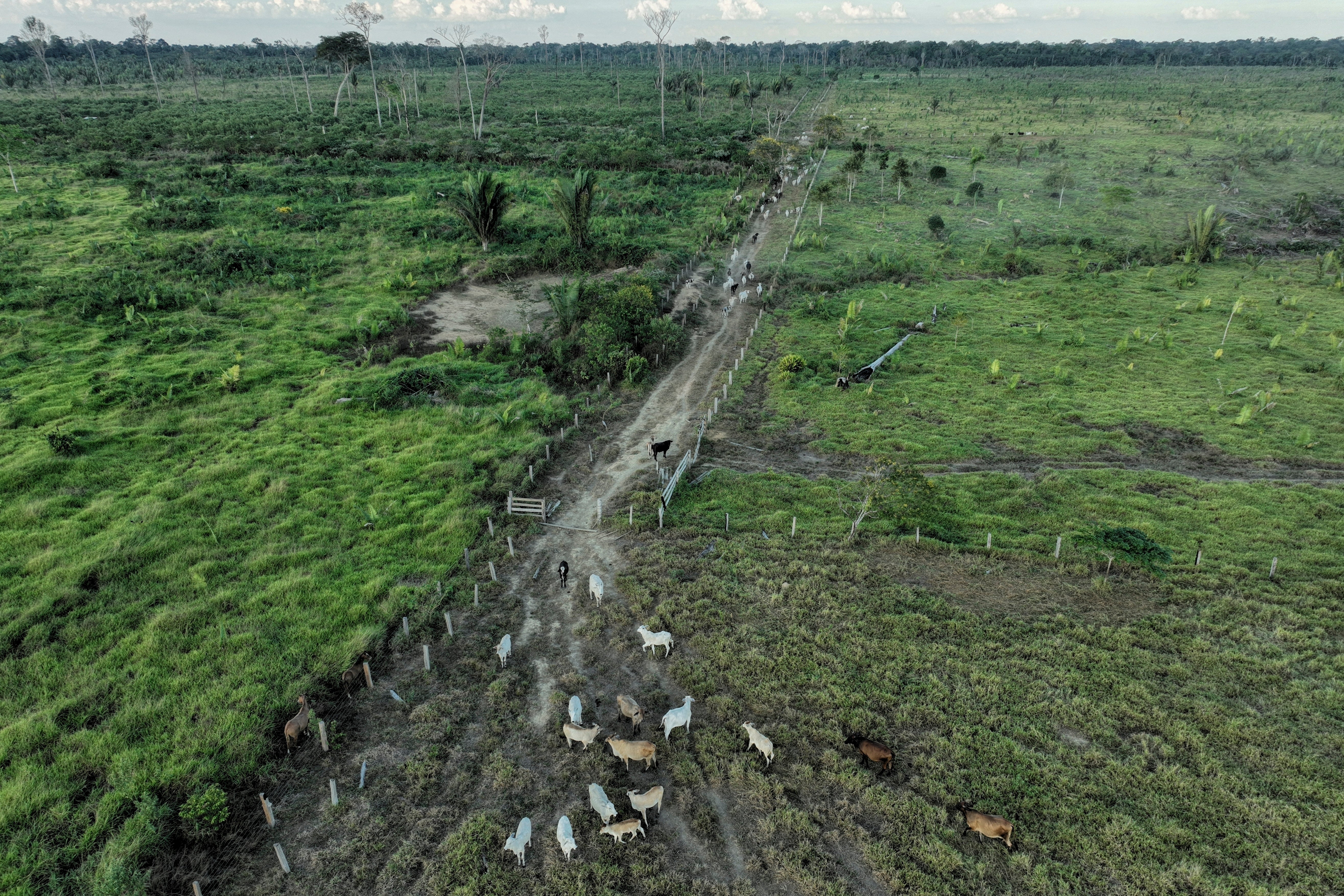 Climate Amazon Cattle Deforestation