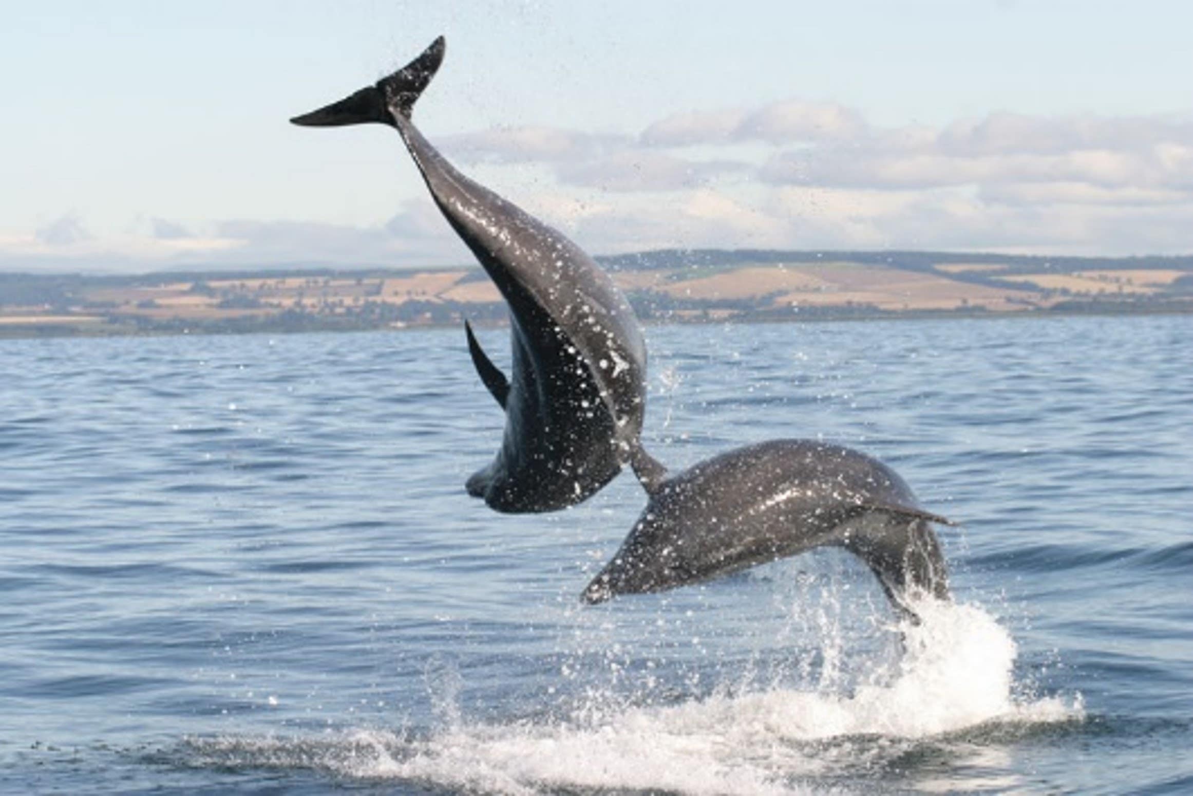 Dolphins develop region-specific accents, meaning a bottlenose dolphin in the North Sea may produce different sounds compared with one in the Pacific (Julie Oswald/PA)