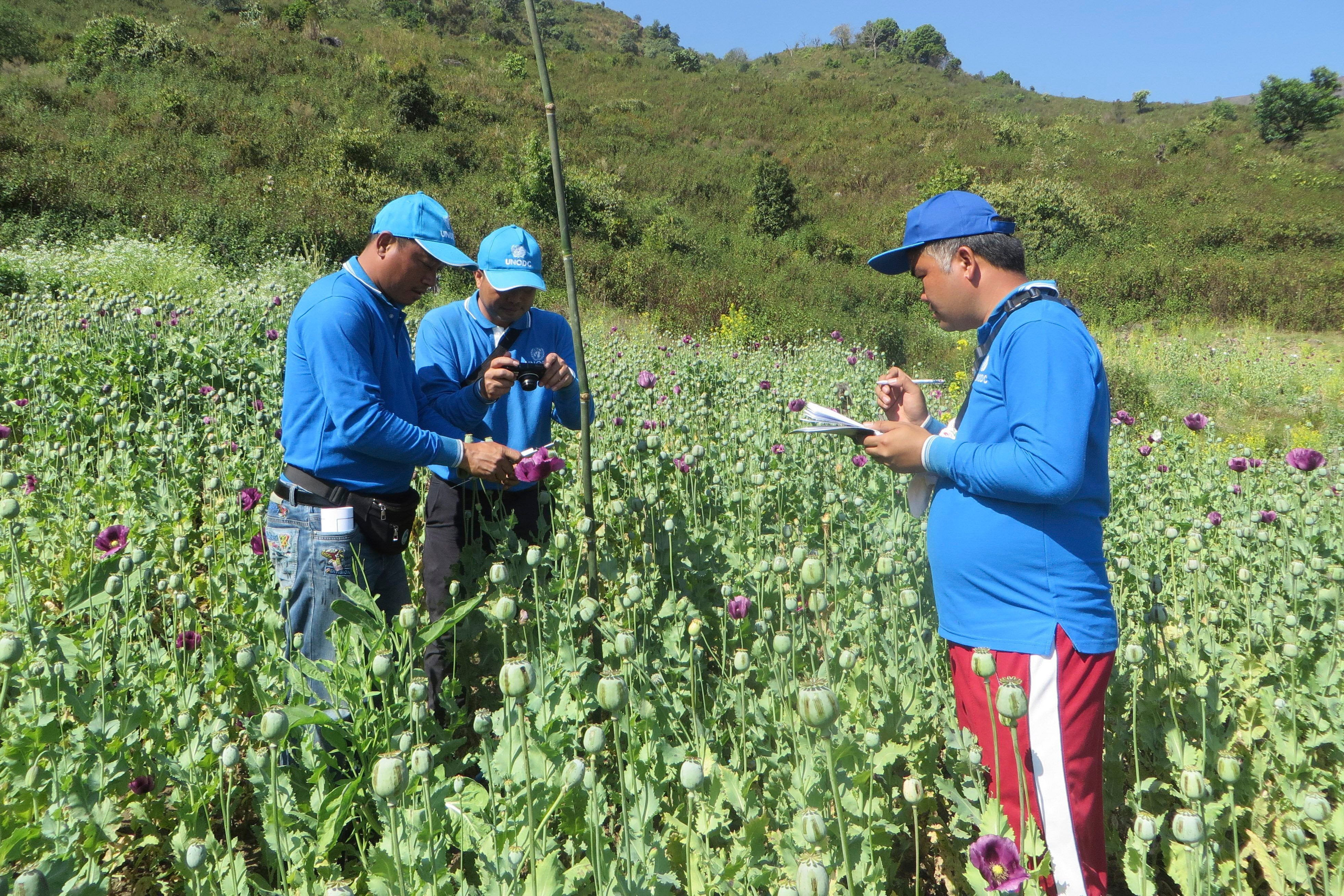 Myanmar UN Opium