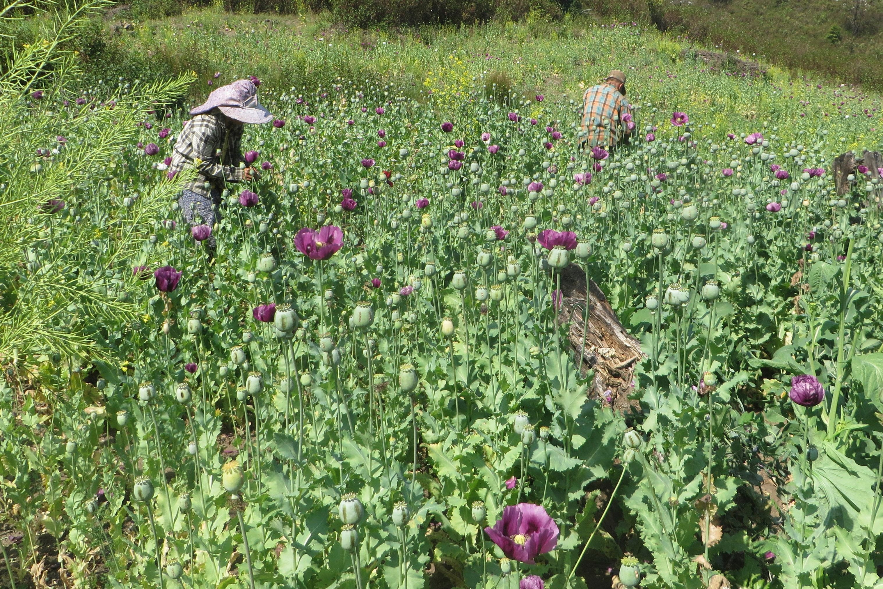 Myanmar UN Opium