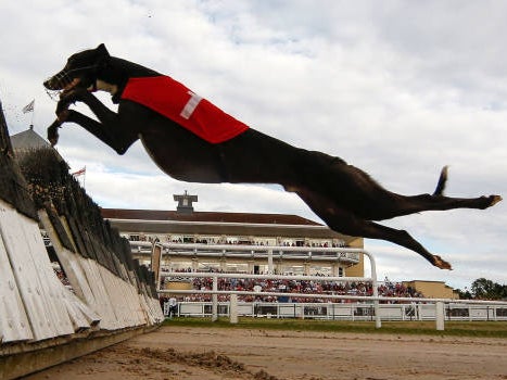 Scotland could be set to ban greyhound racing