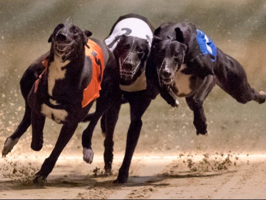 An animal charity says greyhound racing has been impacted by the scandal