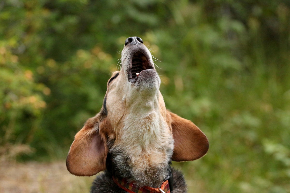 Rescue Group Set To Buy 1,500 Beagles From Wisconsin Facility Targeted By Violent Protests