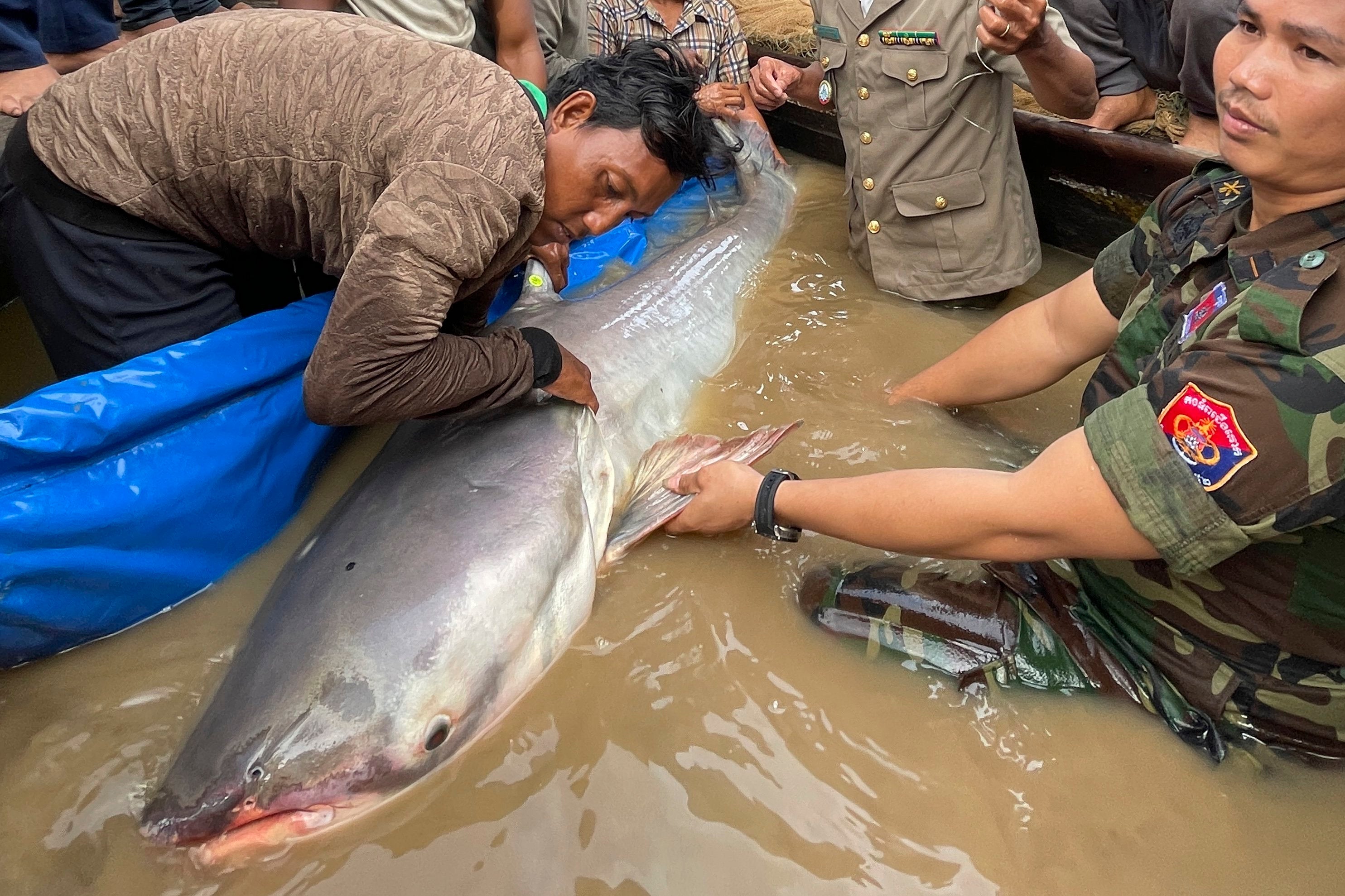 Cambodia Catfish