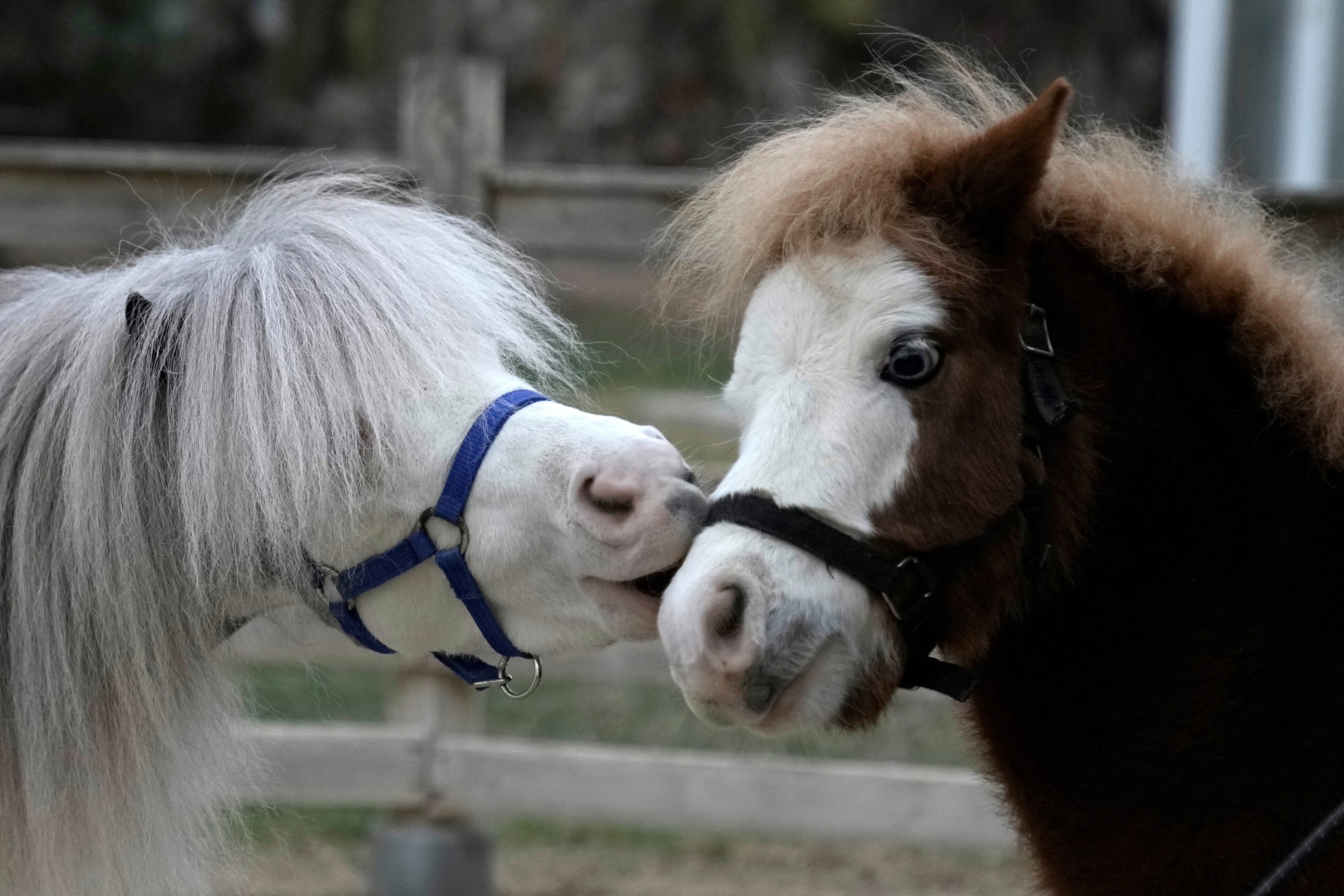 Homer, left, plays with its son Hercules, both miniature horses used for therapy programs, at a farm in Rafina