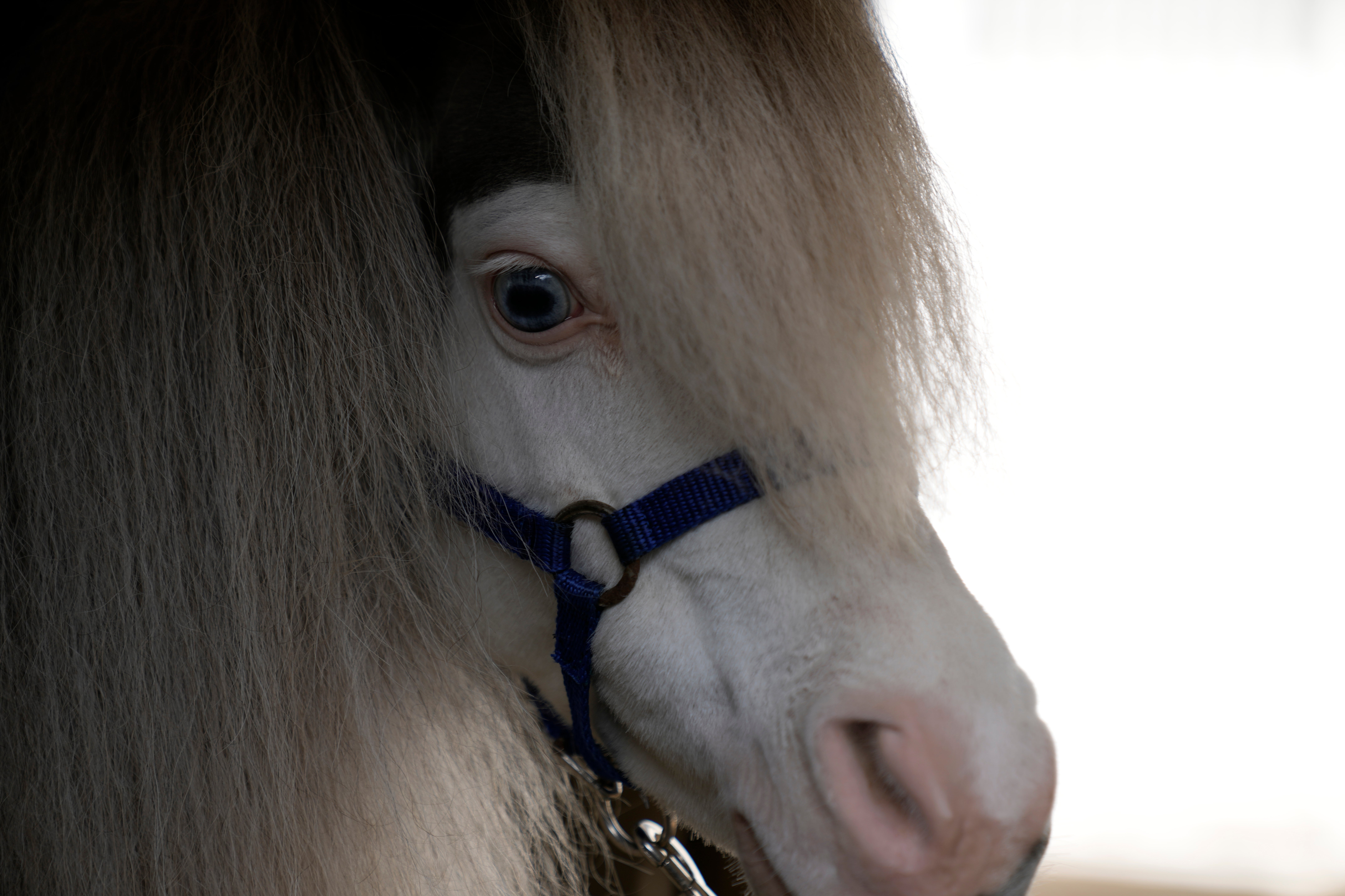 Homer, a miniature horse used for therapy programs, stands in a van, in Rafina about 32 kilometres (51 miles) east of Athens