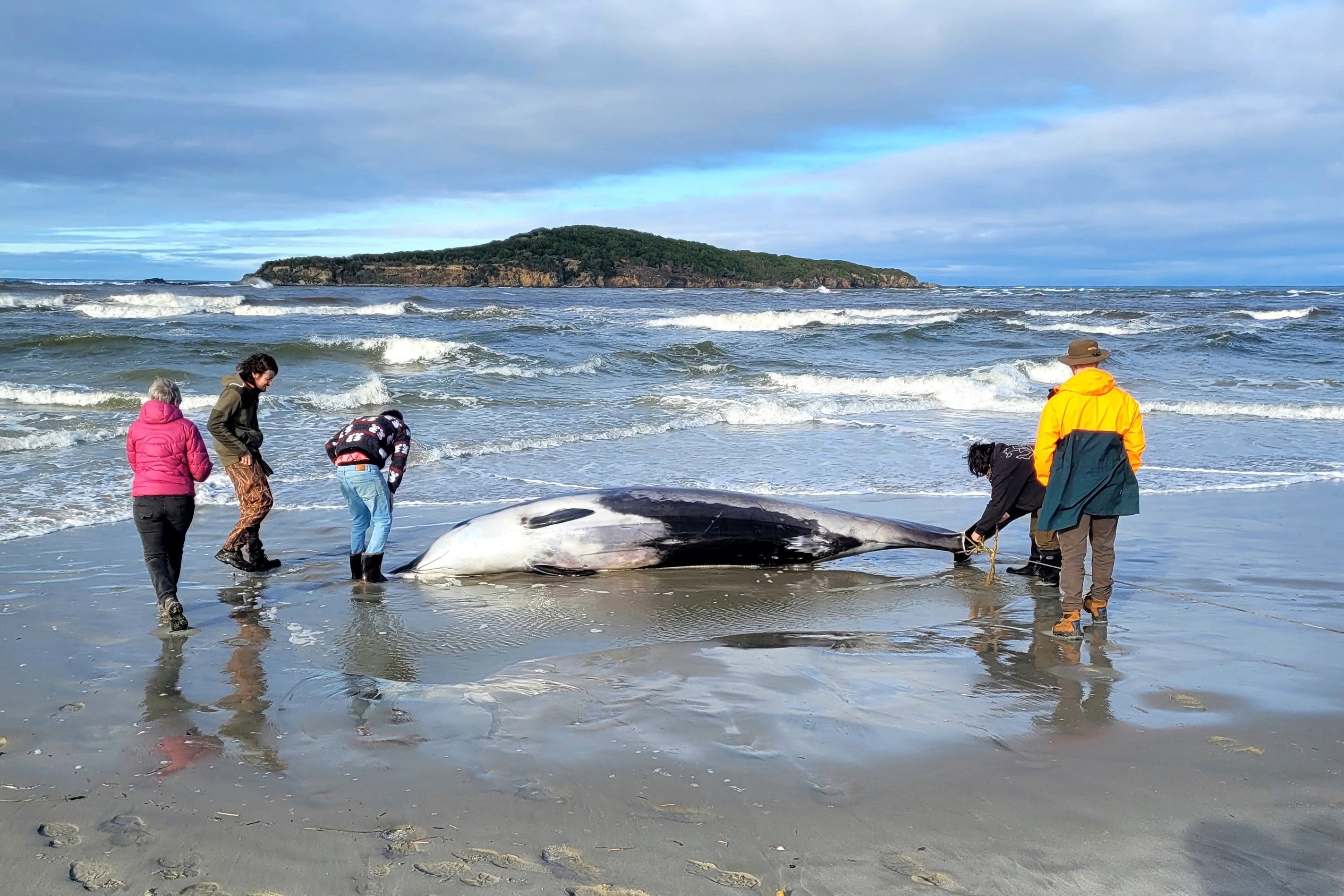 New Zealand Rarest Whale