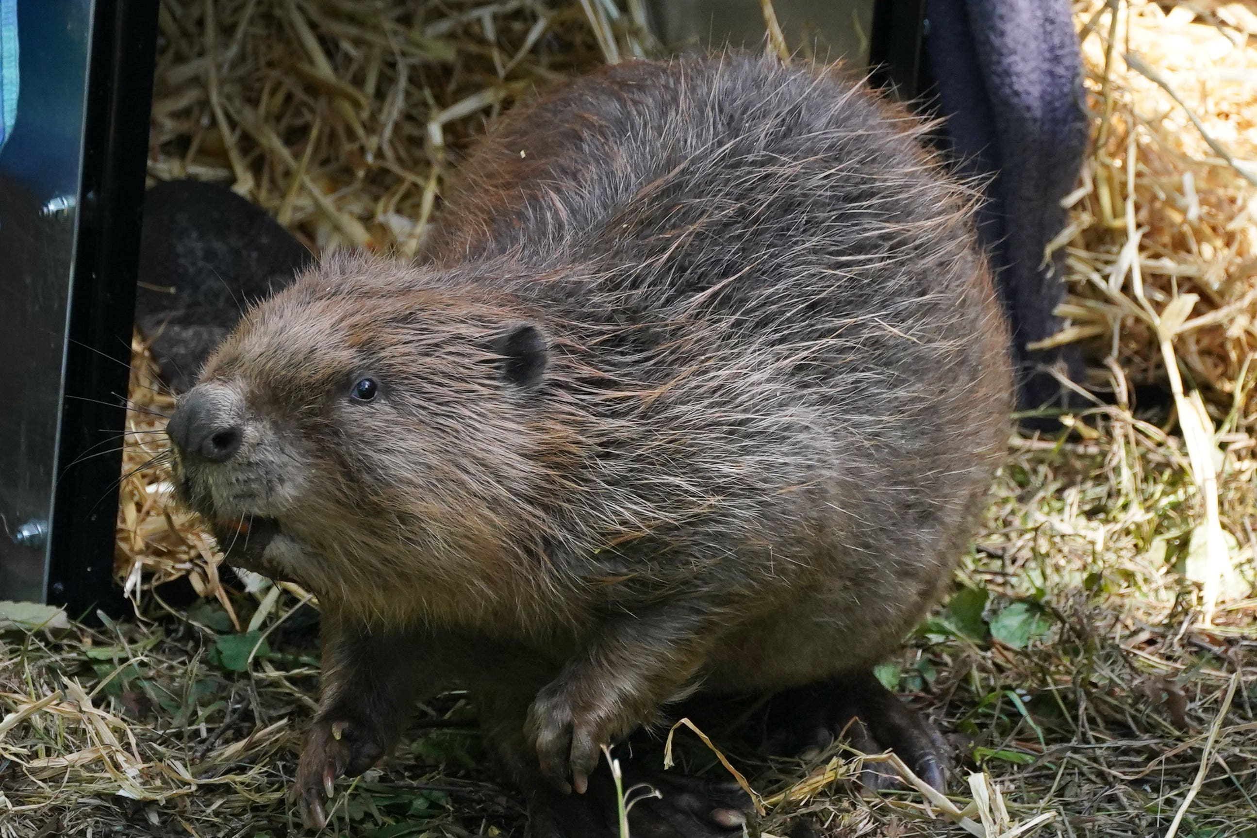 Forestry and Land Scotland has applied for a release licence that could see beavers make a ‘historic’ return to Glen Affric in spring 2025 (Owen Humphreys/PA)