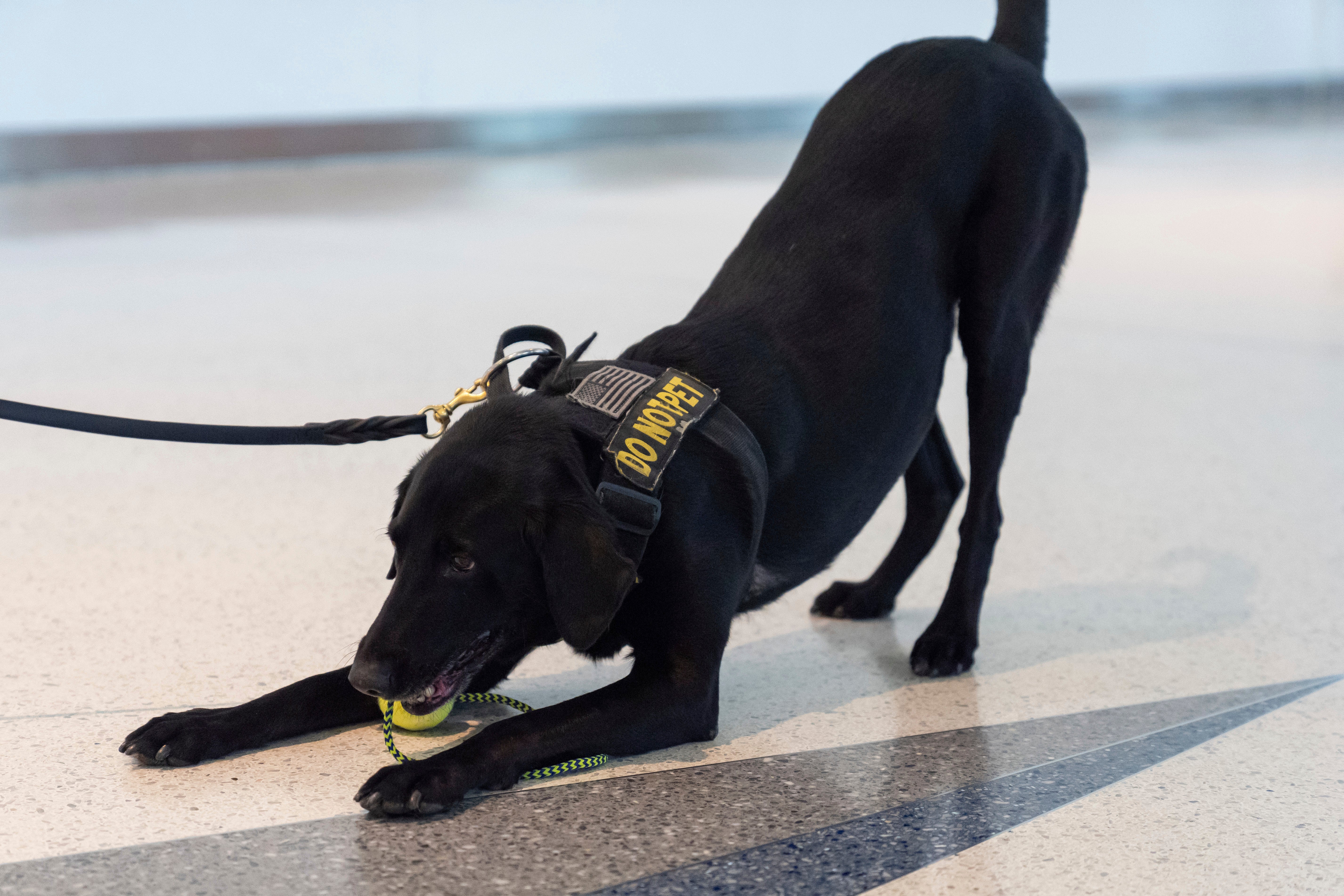 TSA Explosives Detection Canine