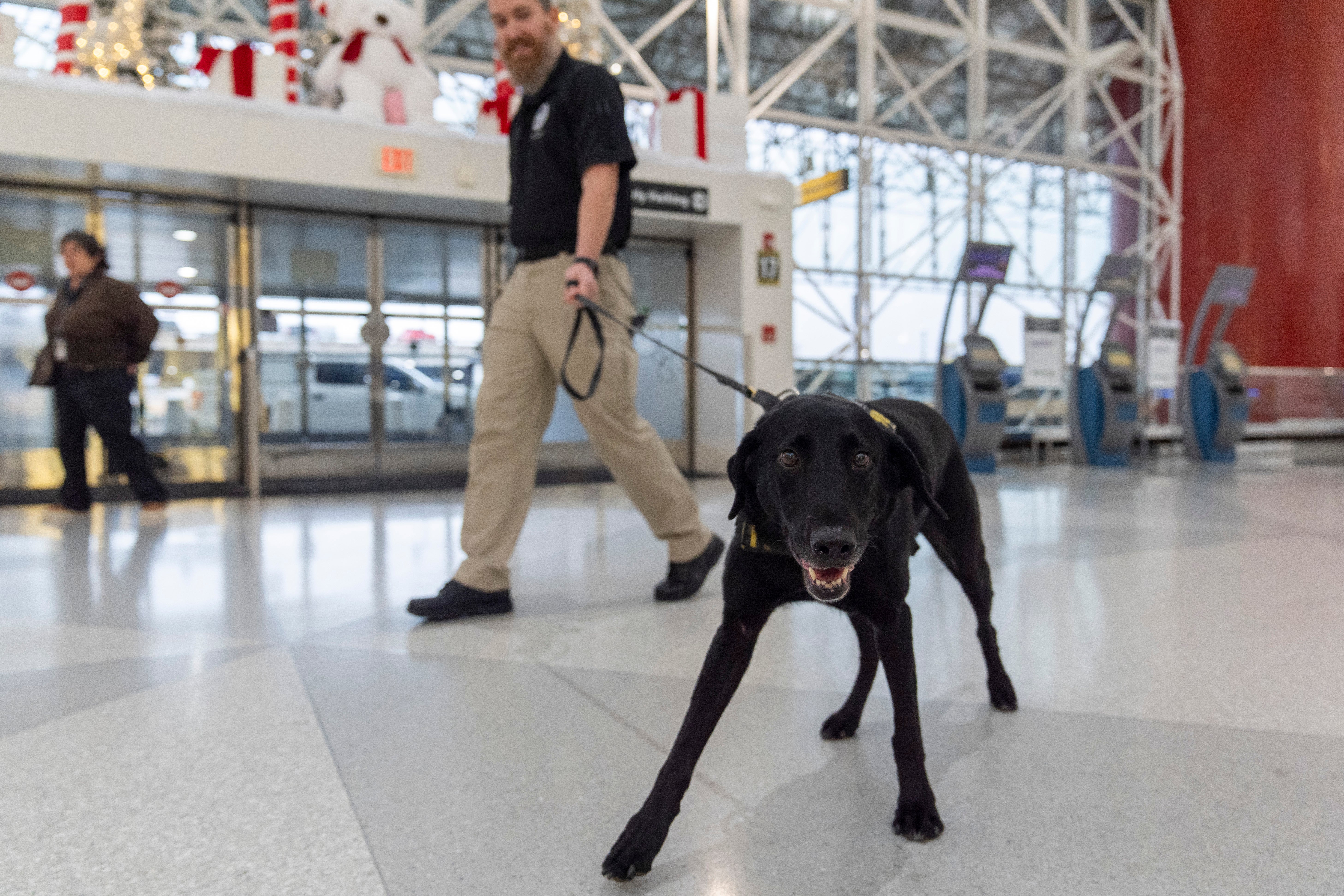 Transportation Security Canine