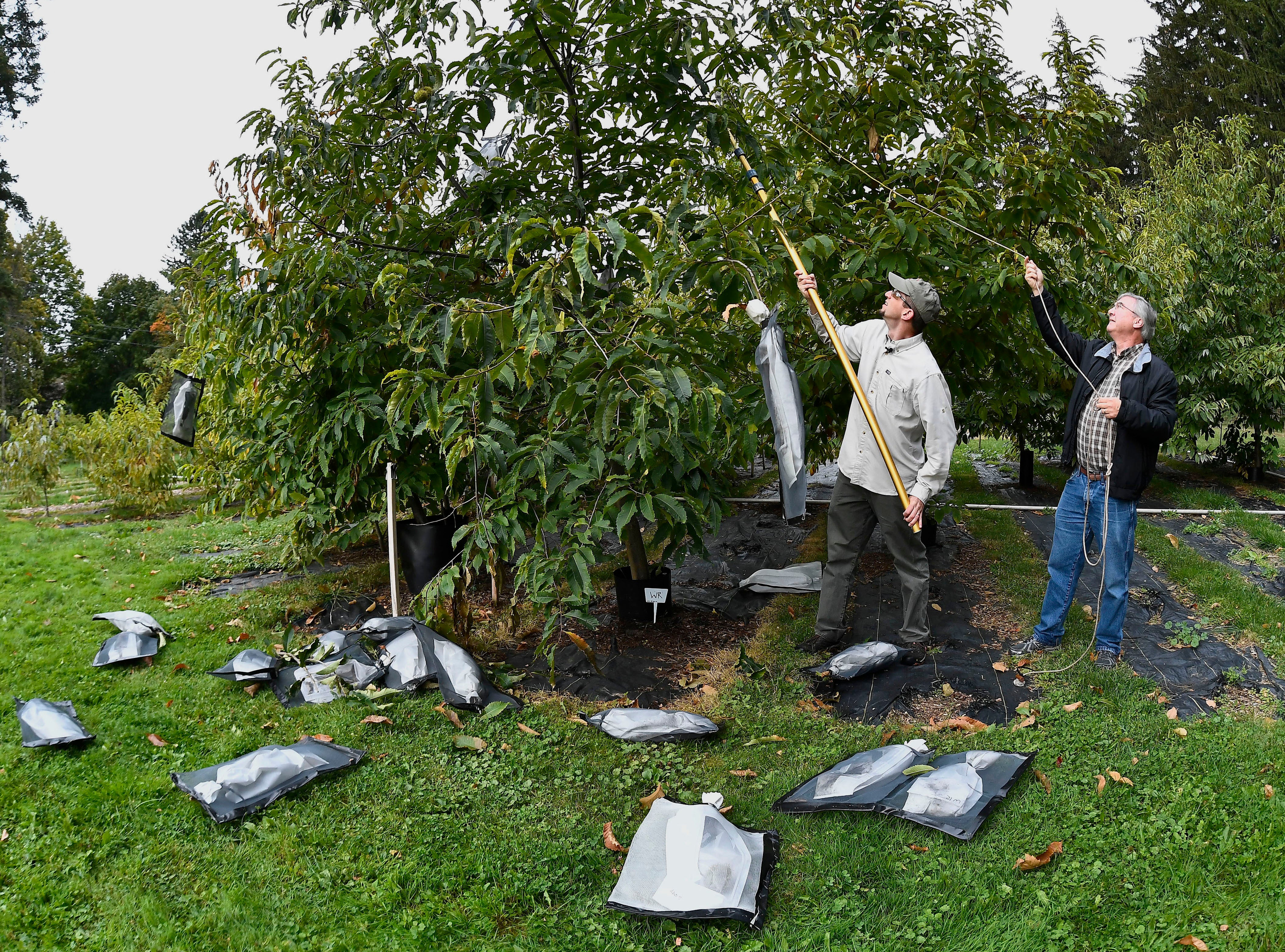 Climate American Chestnuts