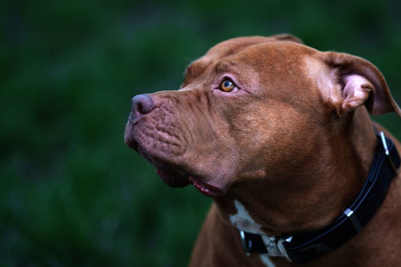 A 26-year-old man was killed by three American bully dogs