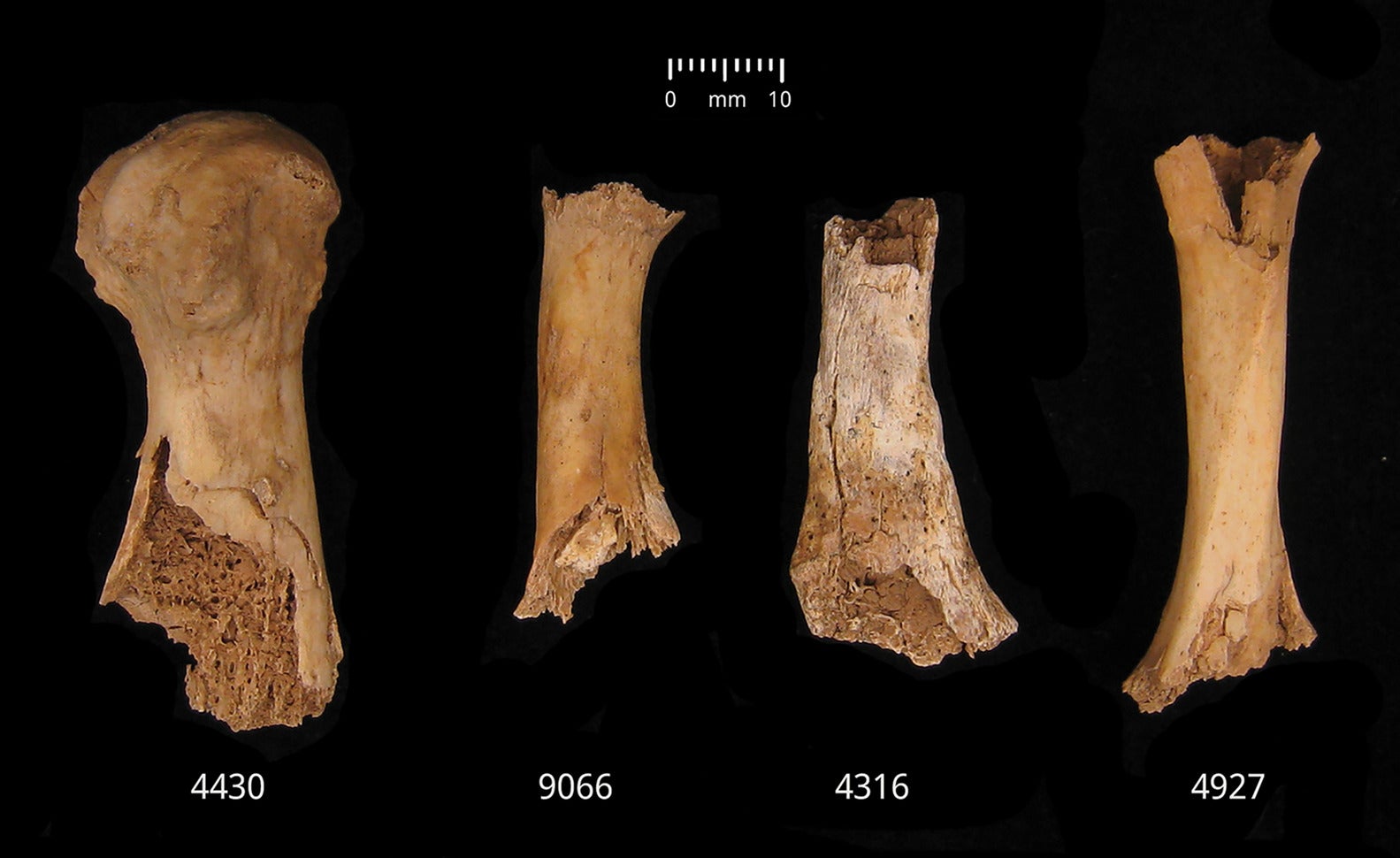 Bronze Age massacre victims likely cannibalised