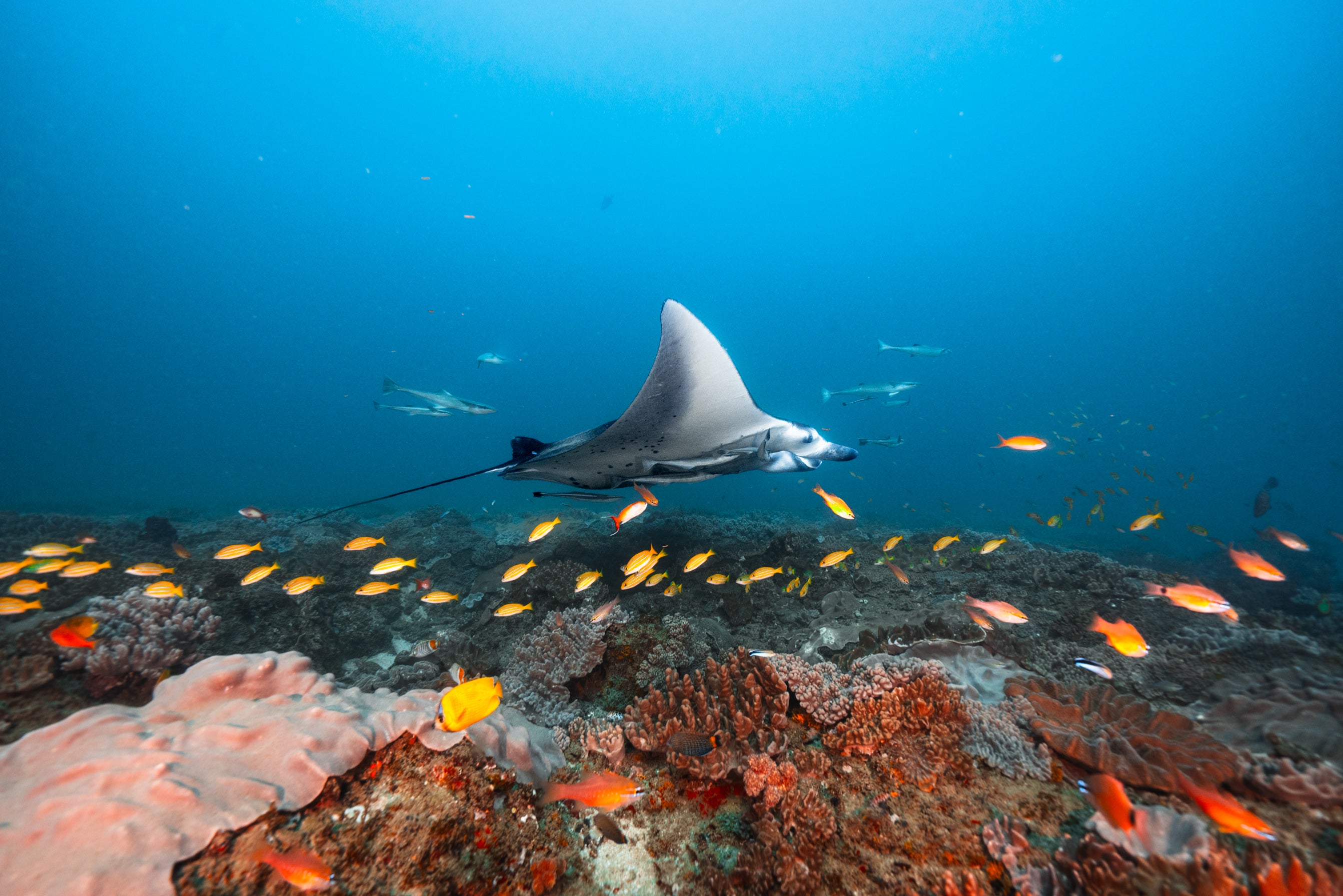 Under the Indian Ocean lies a whole ecosystem waiting to be discovered