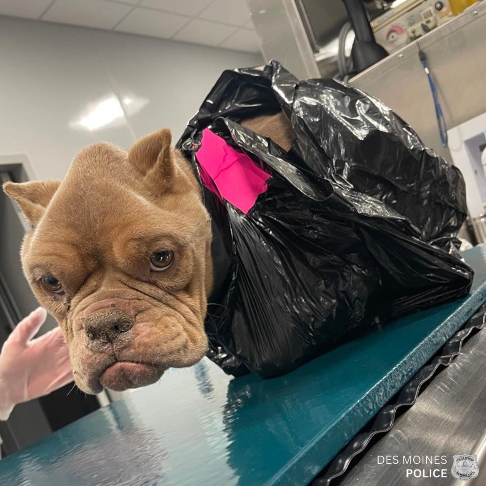 This bulldog was taped in a garbage bag and abandoned near a railroad viaduct in Des Moines