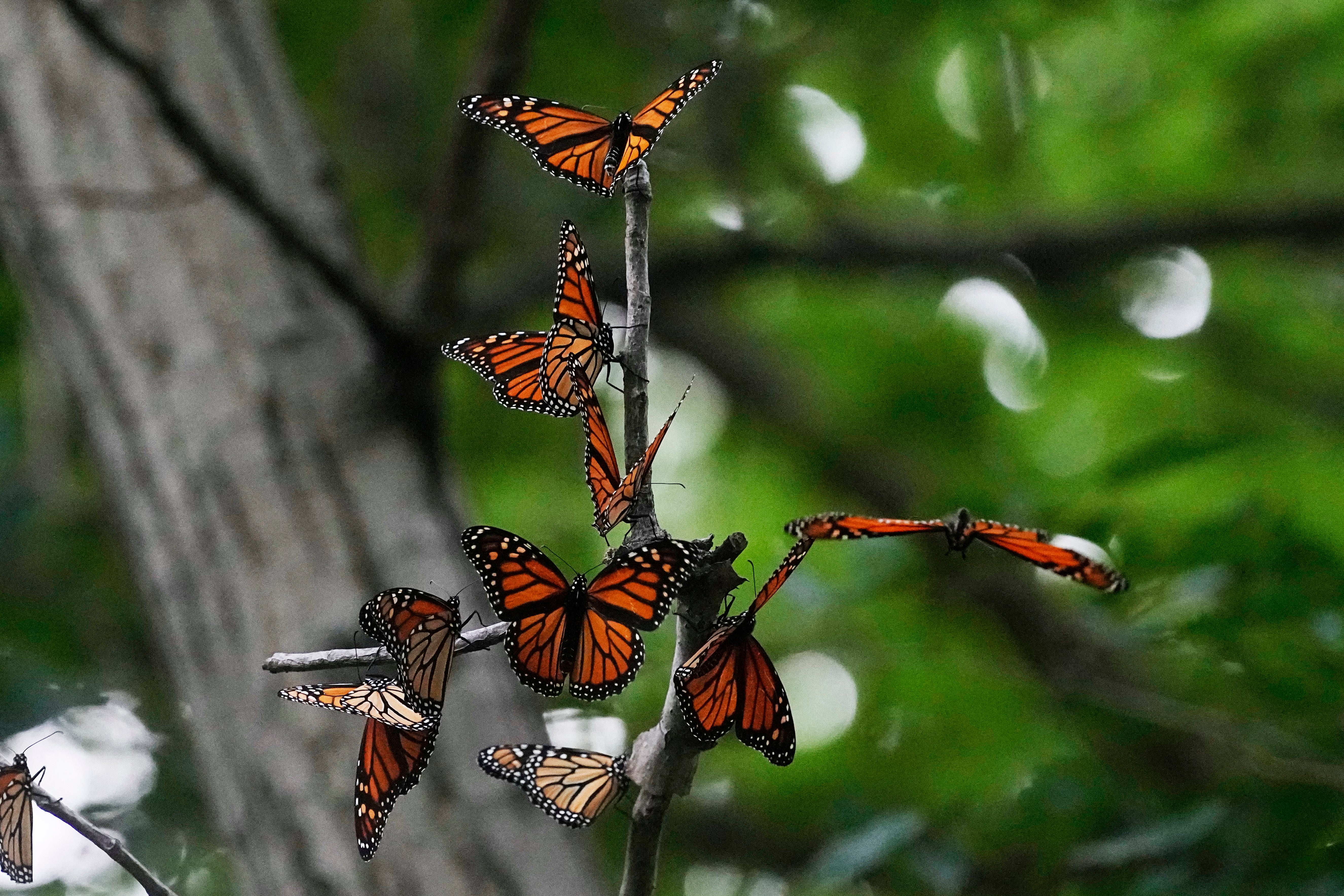 Monarch butterflies from Canada stop to rest in Ohio on their route to Mexico in September, 2023. Many of the butterflies are killed by vehicles on their journey south