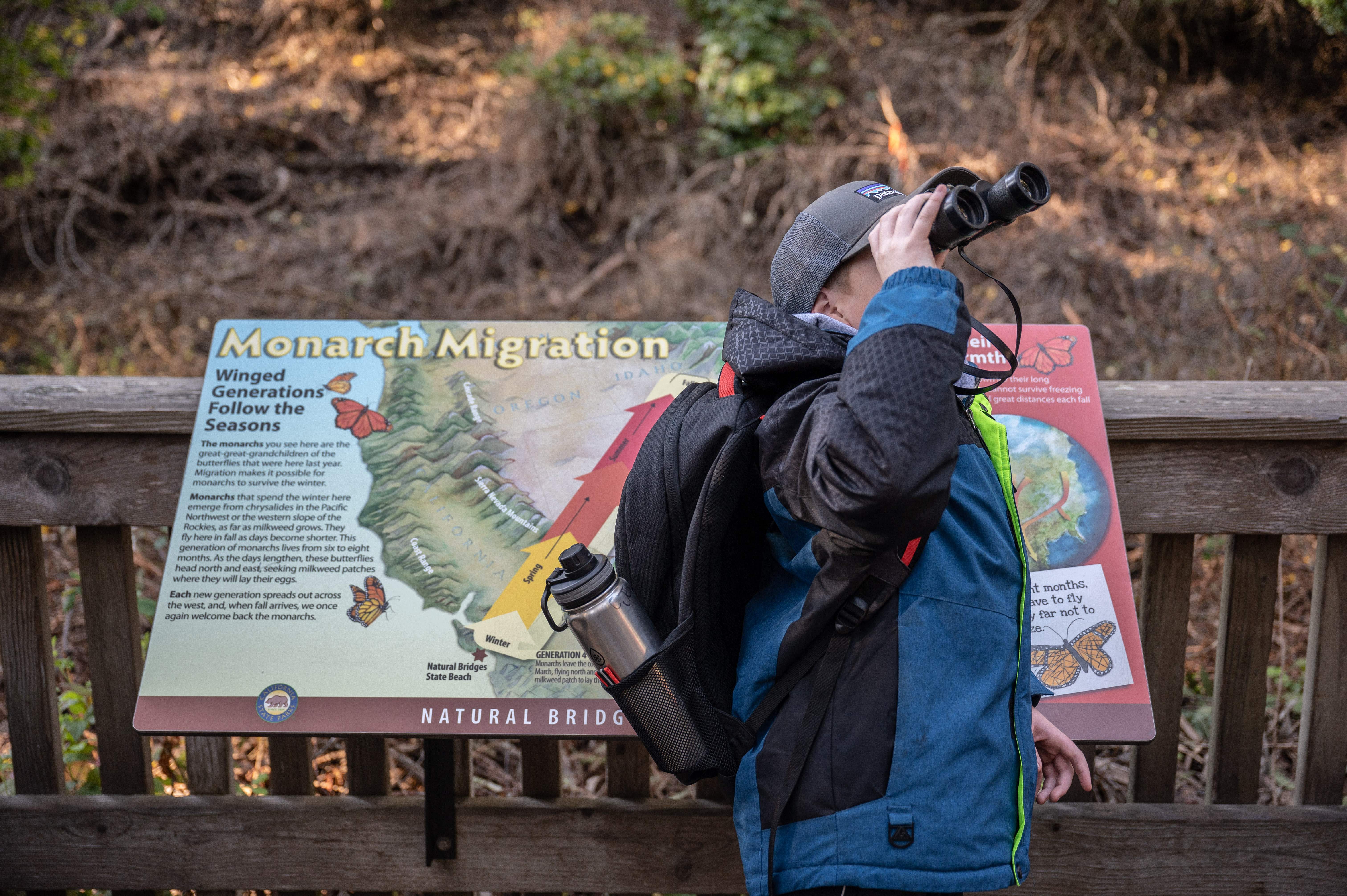 A student uses binoculars to look at monarch butterfly clusters in Santa Cruz, California, in January 2023. A group of monarchs is also known as a kaleidoscope