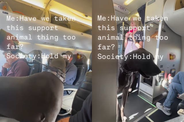 <p>Passenger’s Great Dane steps on the flight attendant’s foot upon entry of the plane </p>