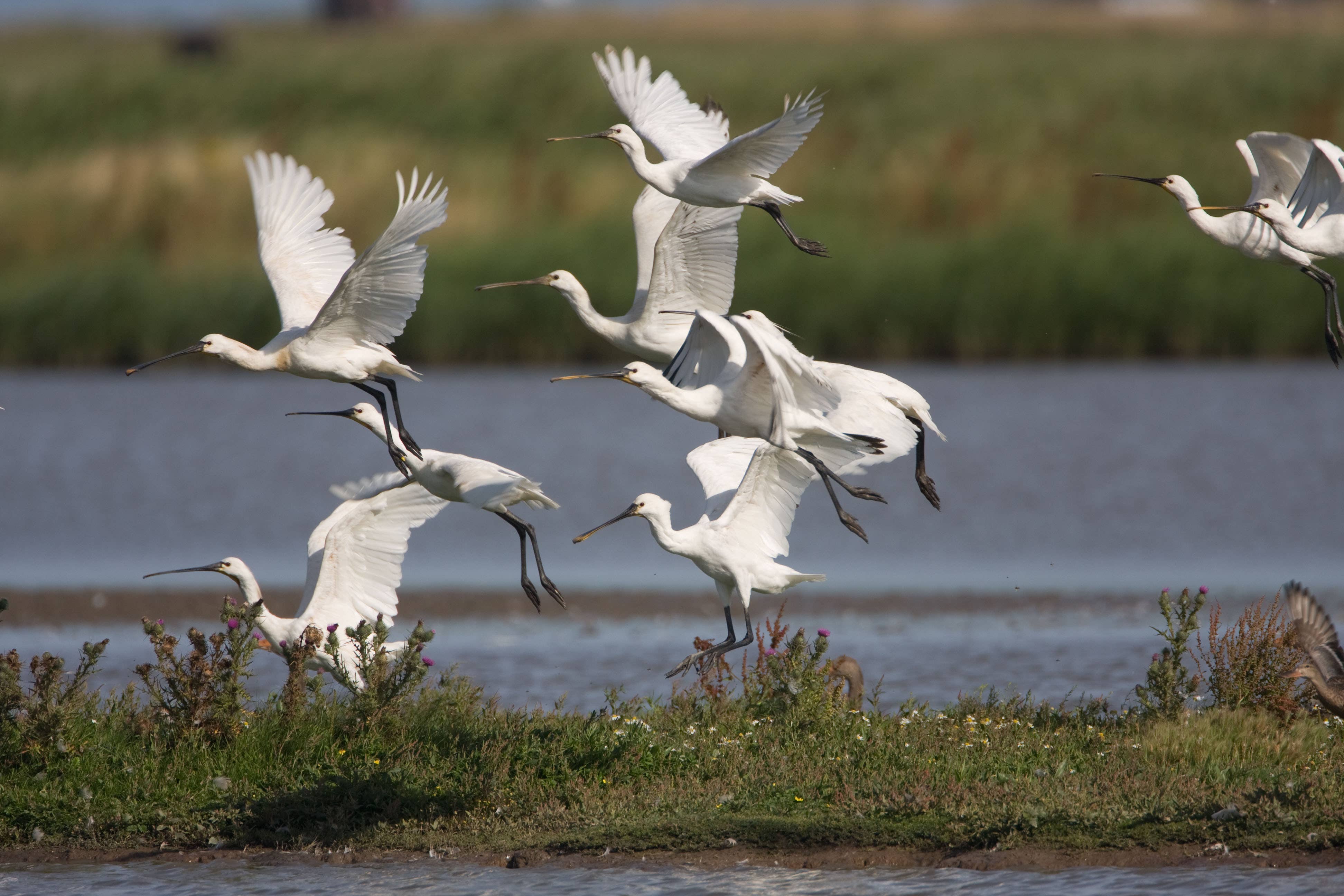 Spoonbills taking flight in a wetland in Norfolk (Alamy/PA)