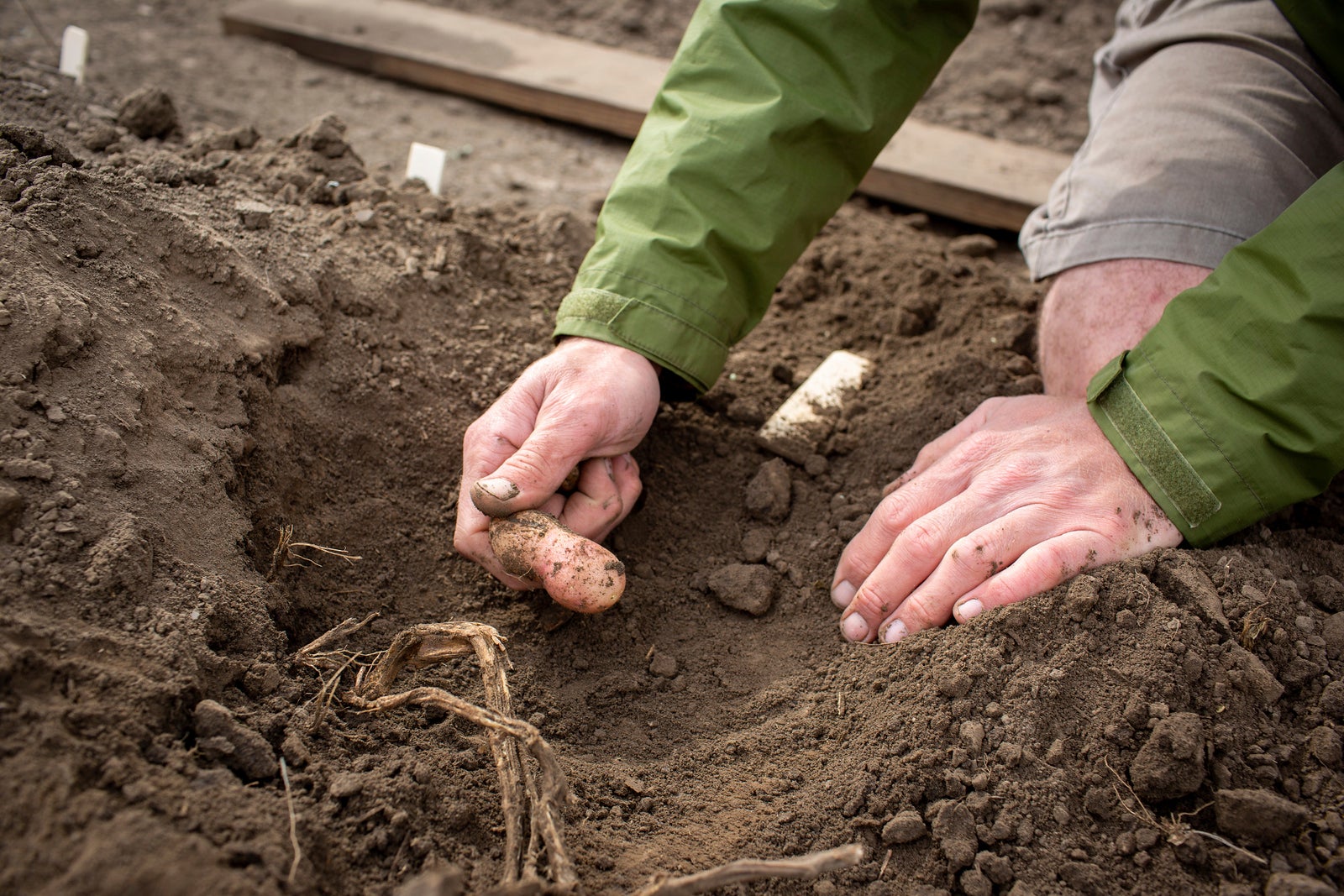 Field Trials Manager David Drag harvests potatoes engineered to photosynthesise more efficiently. (Claire Benjamin/RIPE project/ PA)