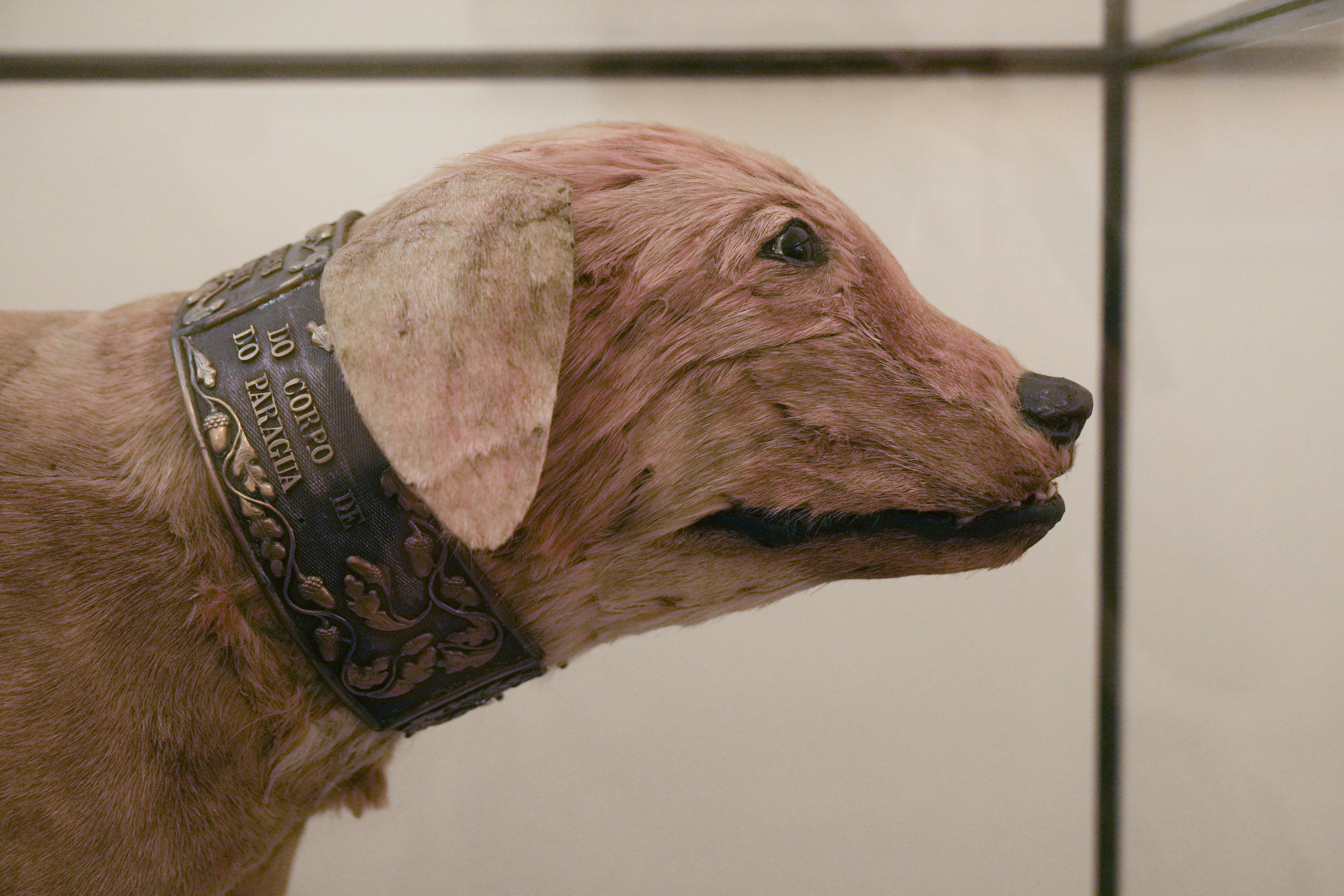 Bruto, a caramelo dog-turned-national hero from a war in Paraguay, is on display in the Military Police Museum