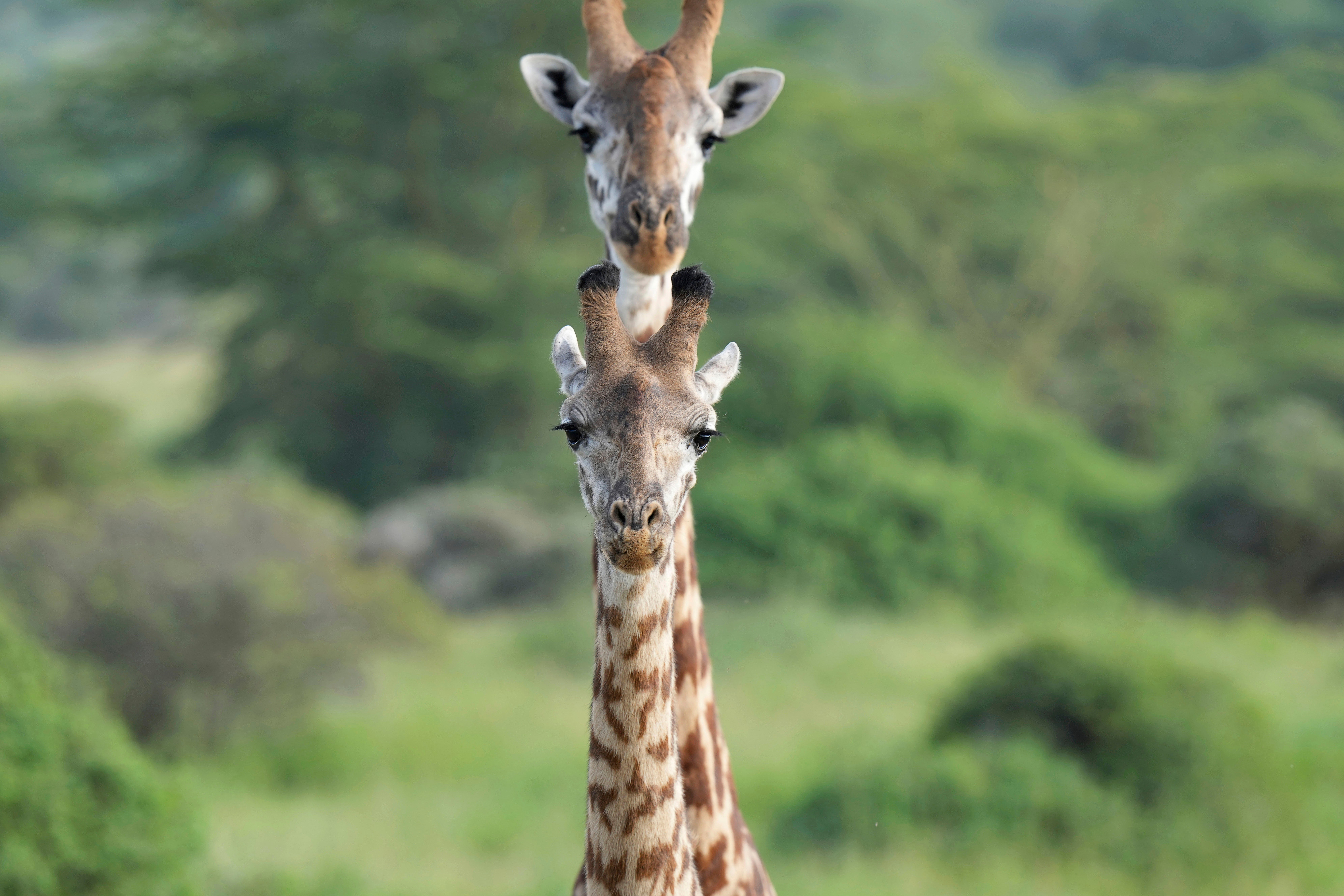 Two giraffes roam around Nairobi National Park, on the outskirts of Nairobi, on Wednesday, Jan. 31, 2024 in Nairobi, Kenya